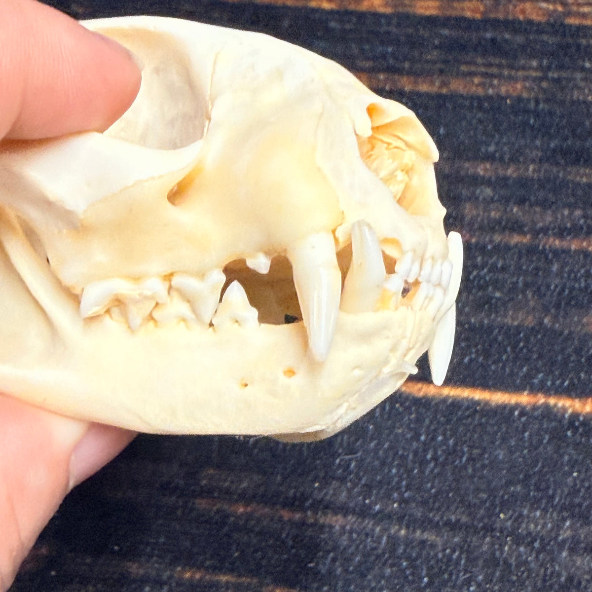 Real Feral Cat Skull, 4-Inch Specimen