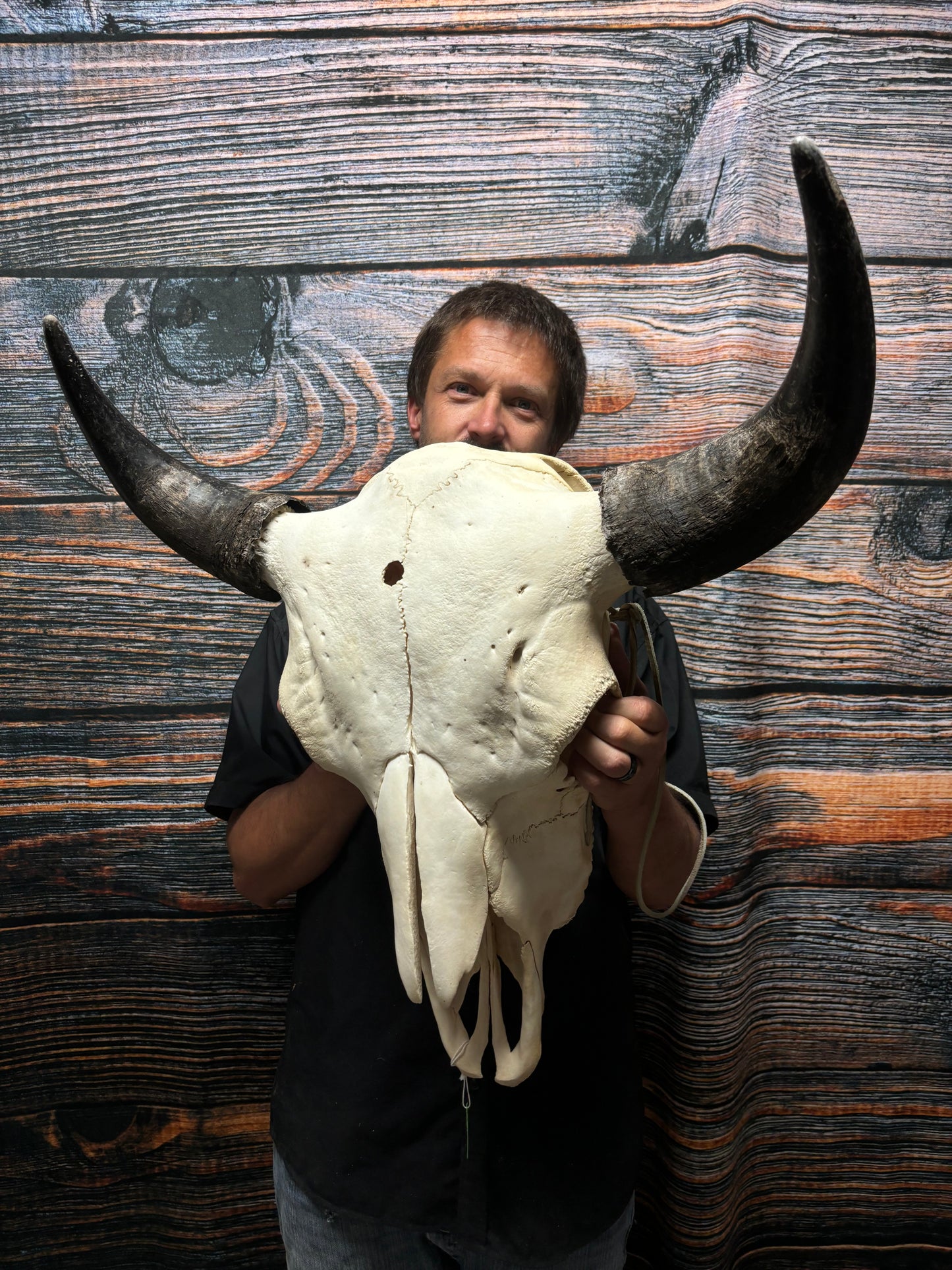 Real American Bison Buffalo Skull