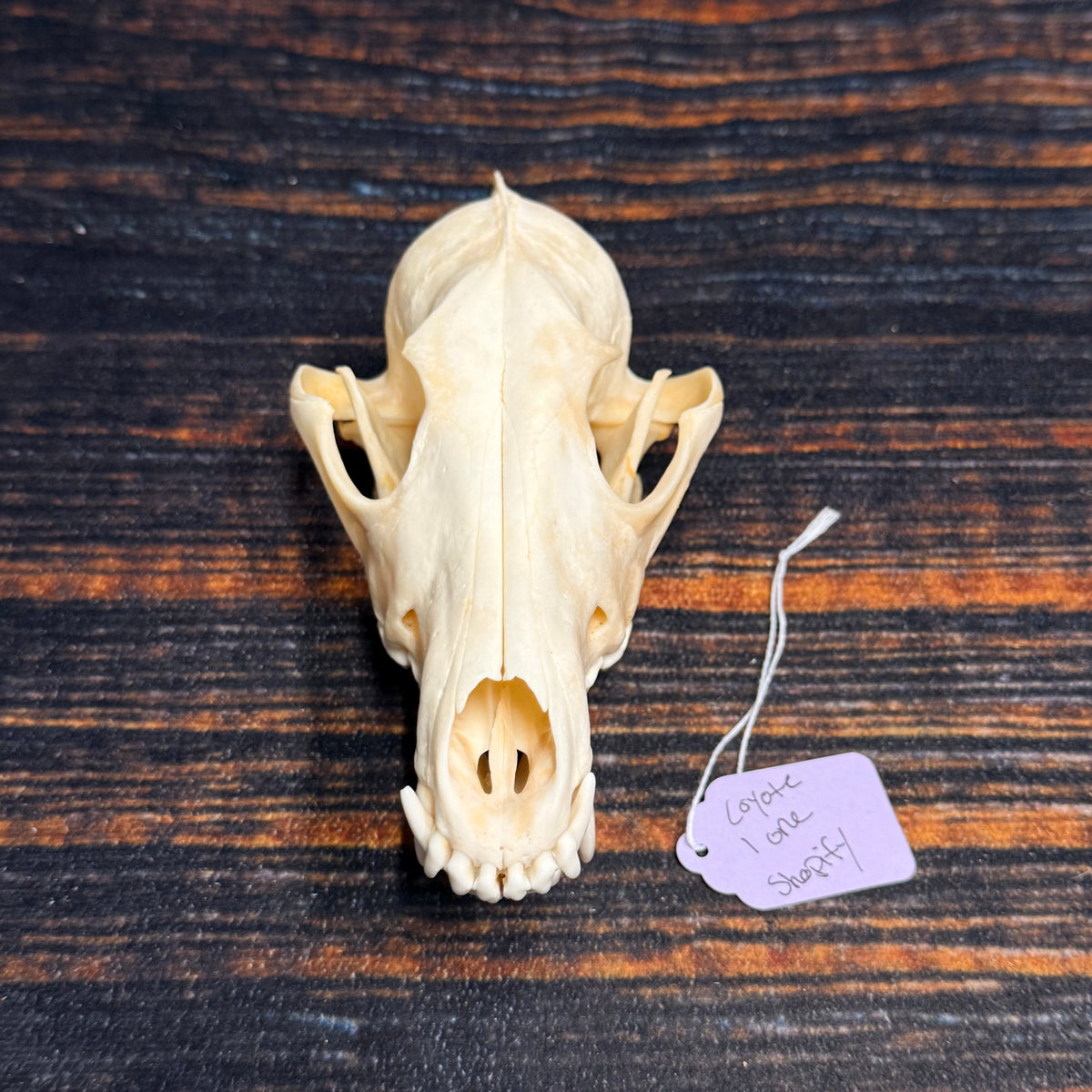 XL COYOTE SKULL
