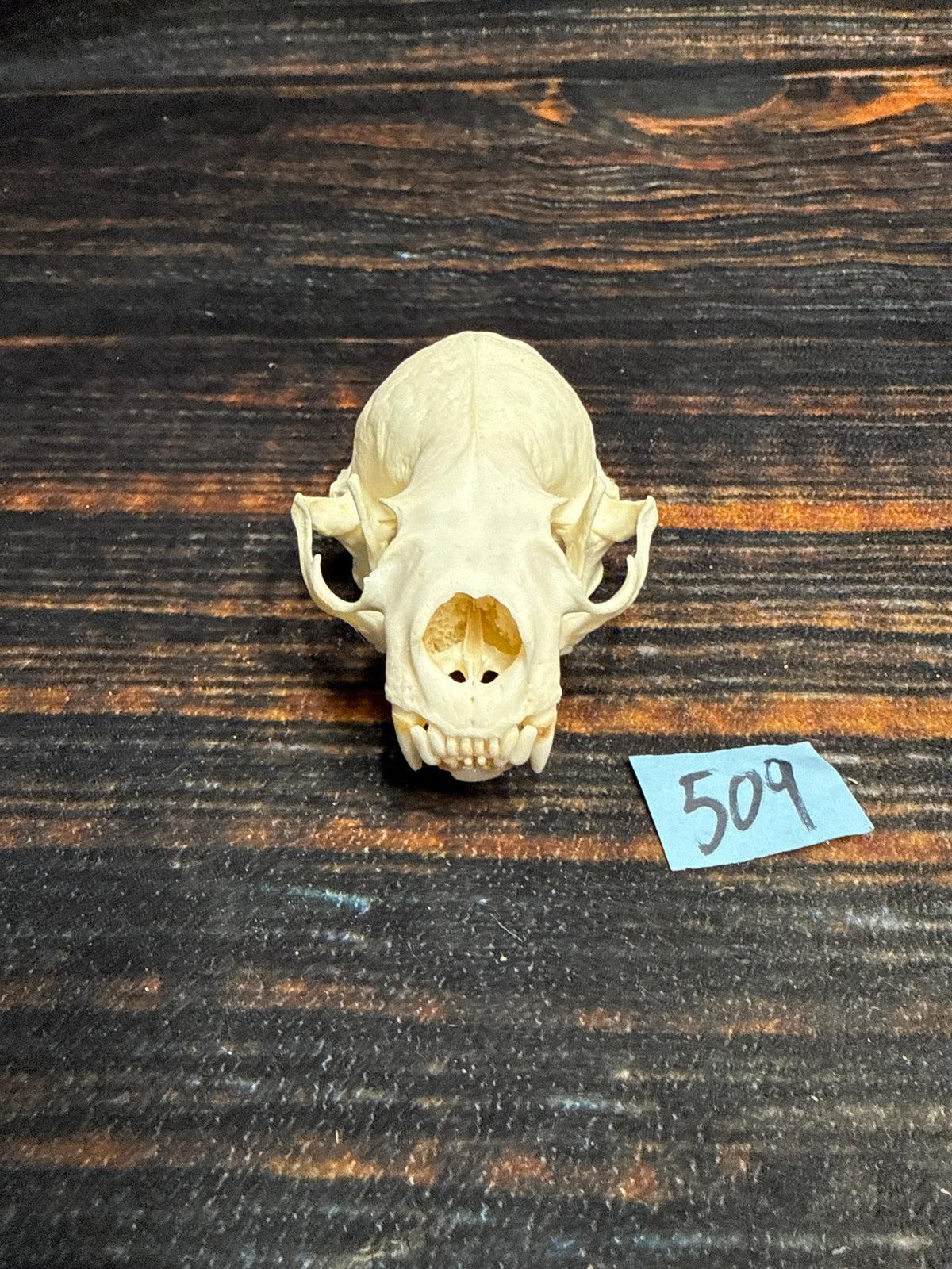 AMERICAN XL RIVER OTTER (Copy)