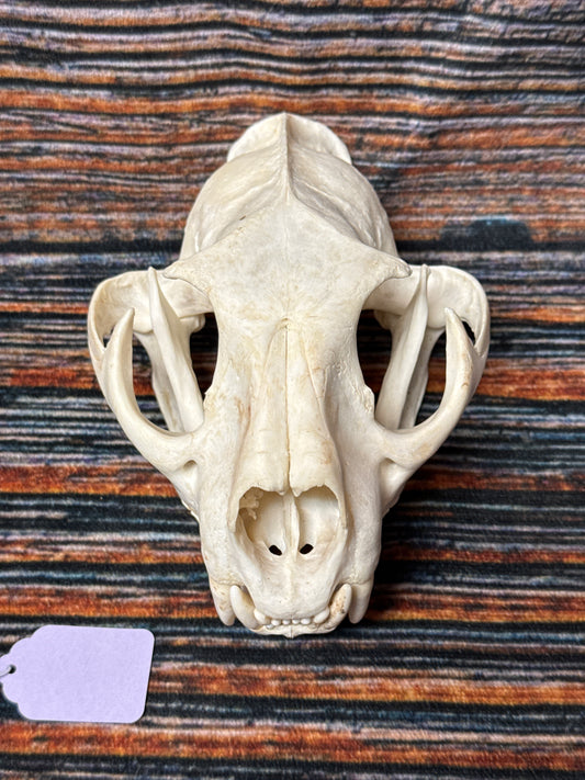 Real Mountain Lion Skull