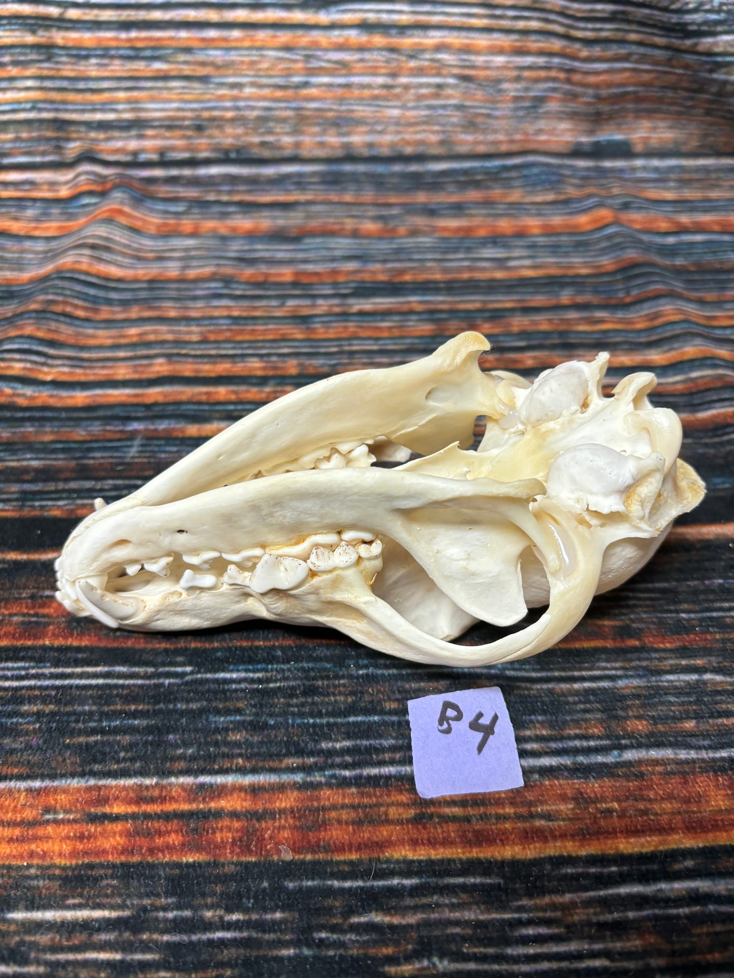 XL COYOTE SKULL