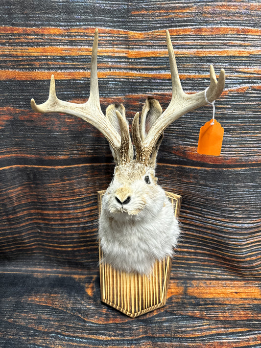 Unique South Dakota Jackalope Mount