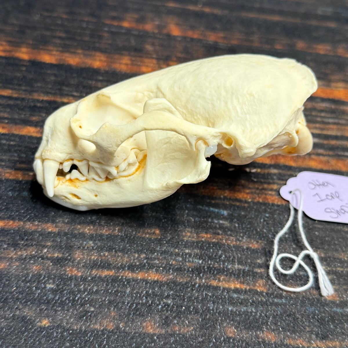AMERICAN XL RIVER OTTER