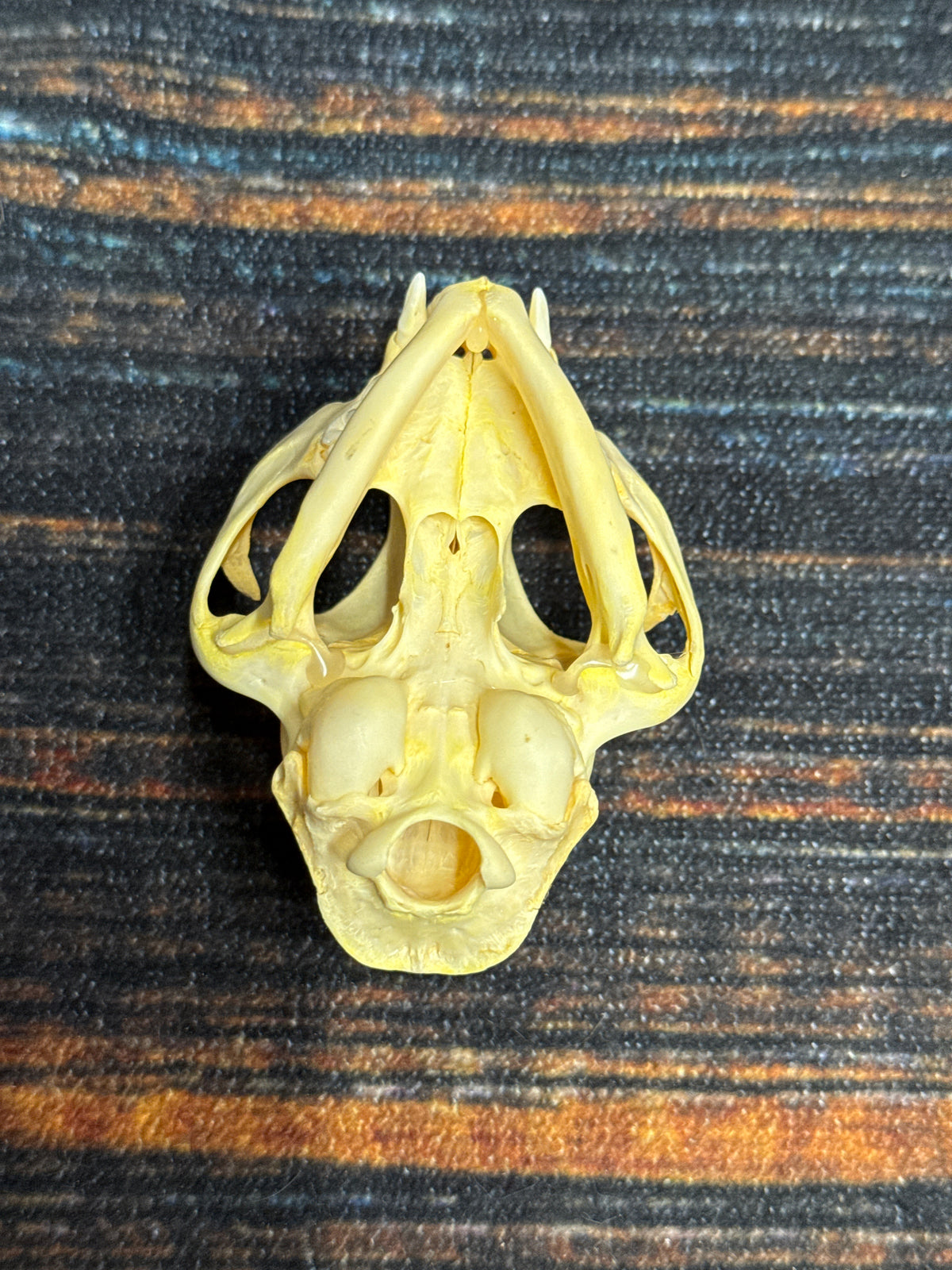 Real Feral Cat Skull, 4-Inch Specimen