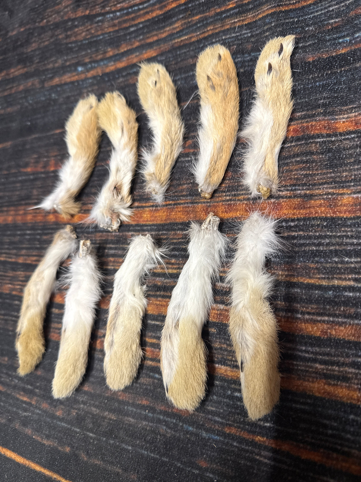 10 Rabbit front feet art animal mount repair Witchcraft voodoo art supply unique craft decor cured jackalope foot fishing lure fly tying