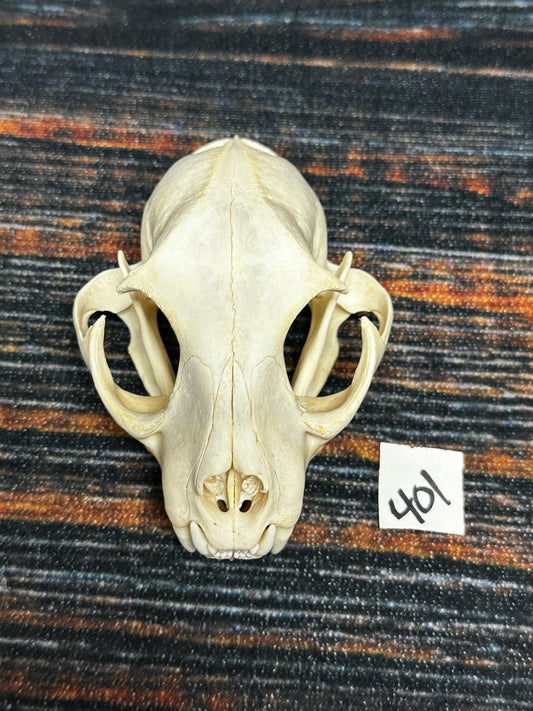 Real XL American Bobcat Skull Animal Mount Christmas Gifts Man cave Cabin Western Decor Craft Taxidermy Art craft head Voodoo hoodoo