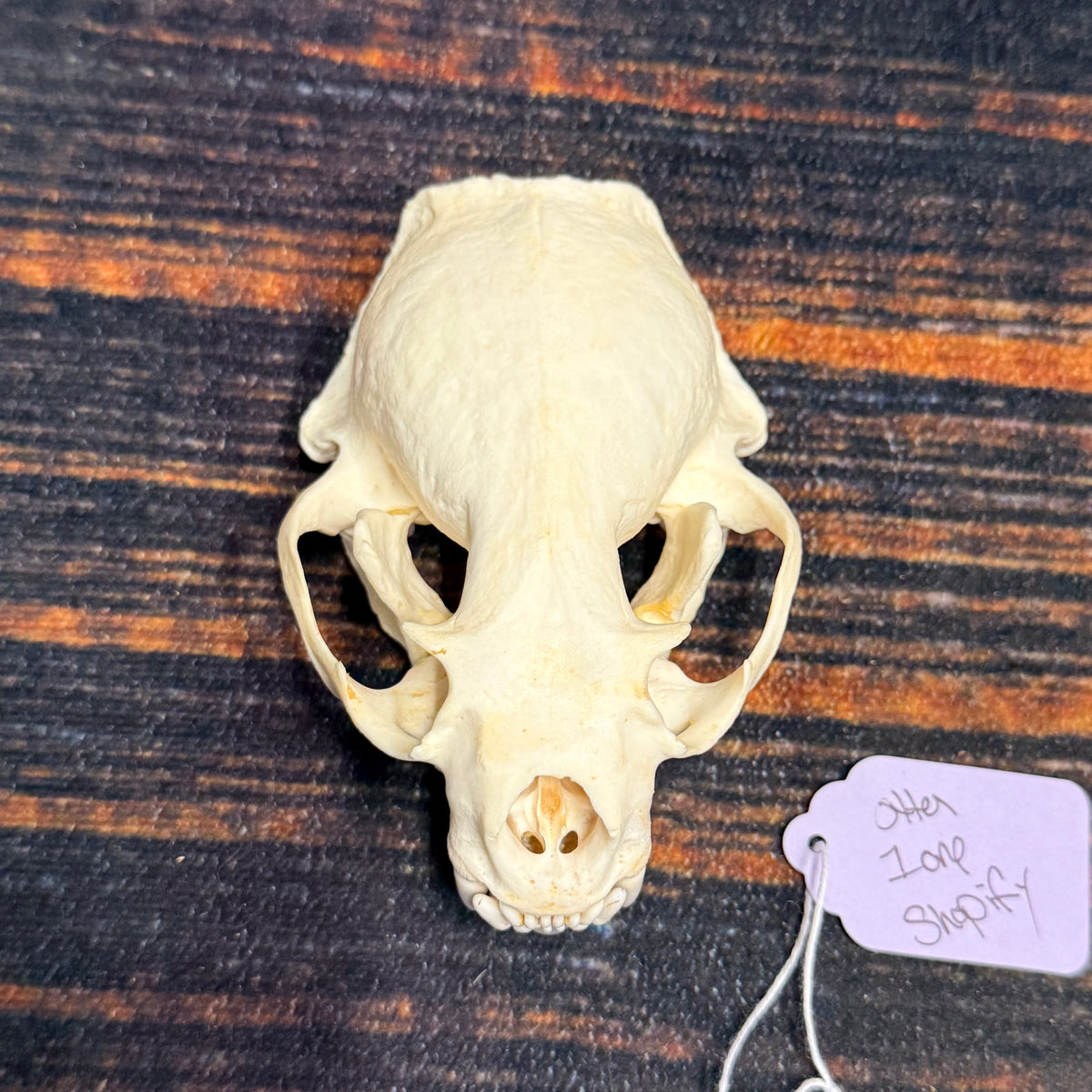 AMERICAN XL RIVER OTTER