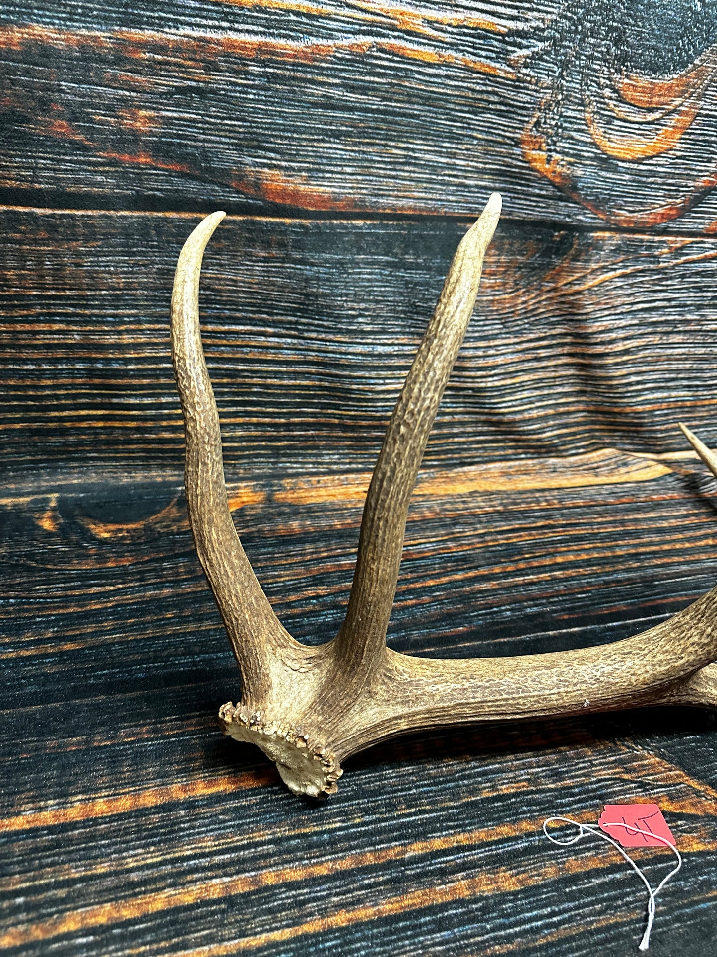 Wild Elk Shed Antler Horn Unique Christmas Gift art craft yard wedding decoration Halloween she shed man cave western animal self standing