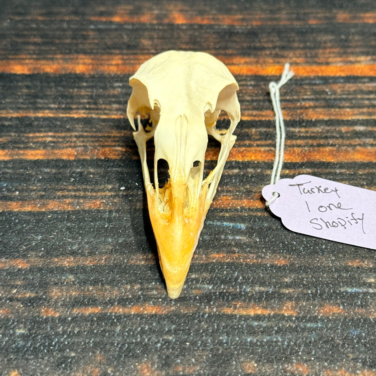 Real XL Turkey Skull