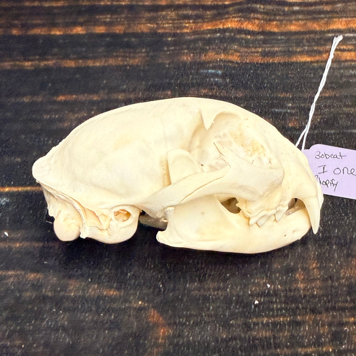 Real XL American Bobcat Skull Animal Mount Christmas Gifts Man cave Cabin Western Decor Craft Taxidermy Art craft head Voodoo hoodoo