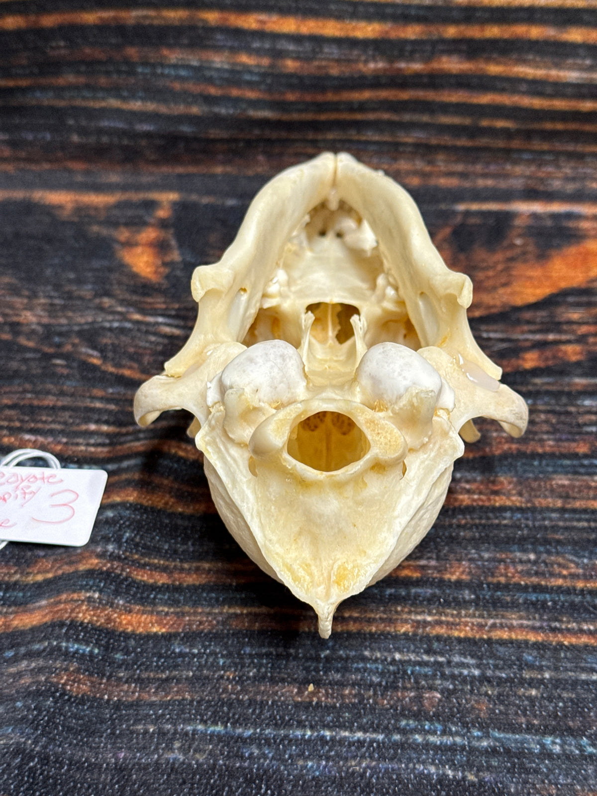 XL COYOTE SKULL