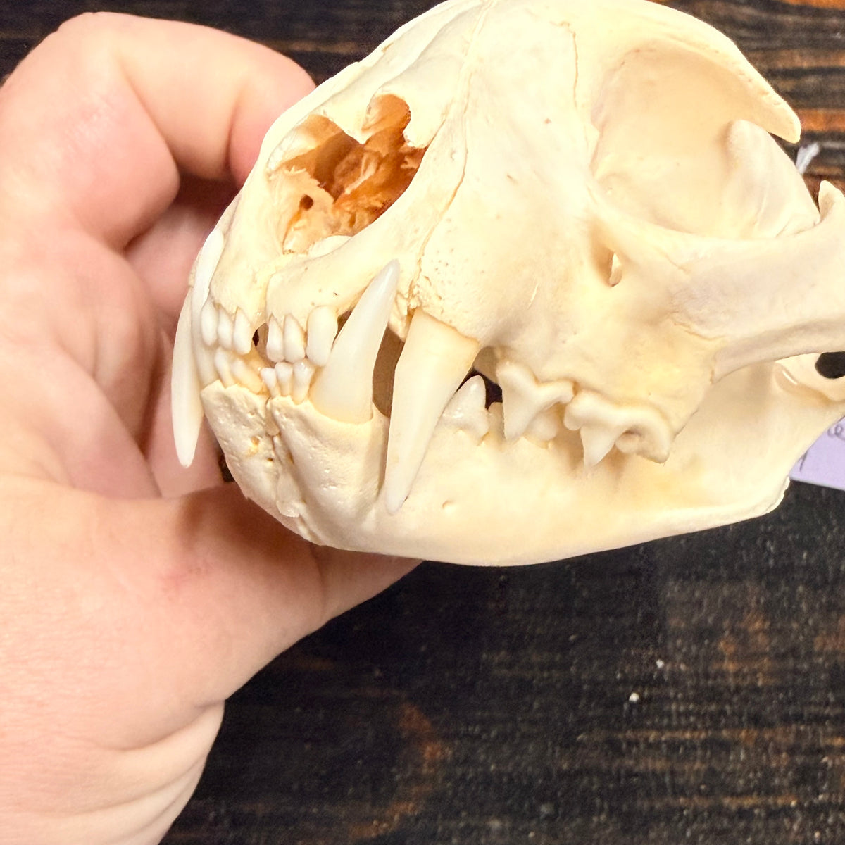 Real XL American Bobcat Skull Animal Mount Christmas Gifts Man cave Cabin Western Decor Craft Taxidermy Art craft head Voodoo hoodoo