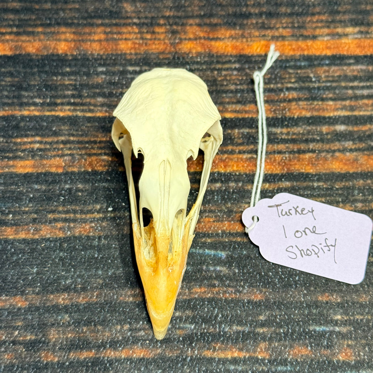 Real XL Turkey Skull