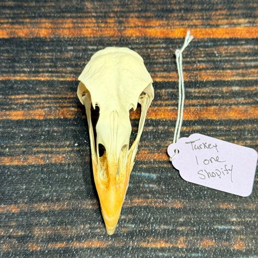 Real XL Turkey Skull