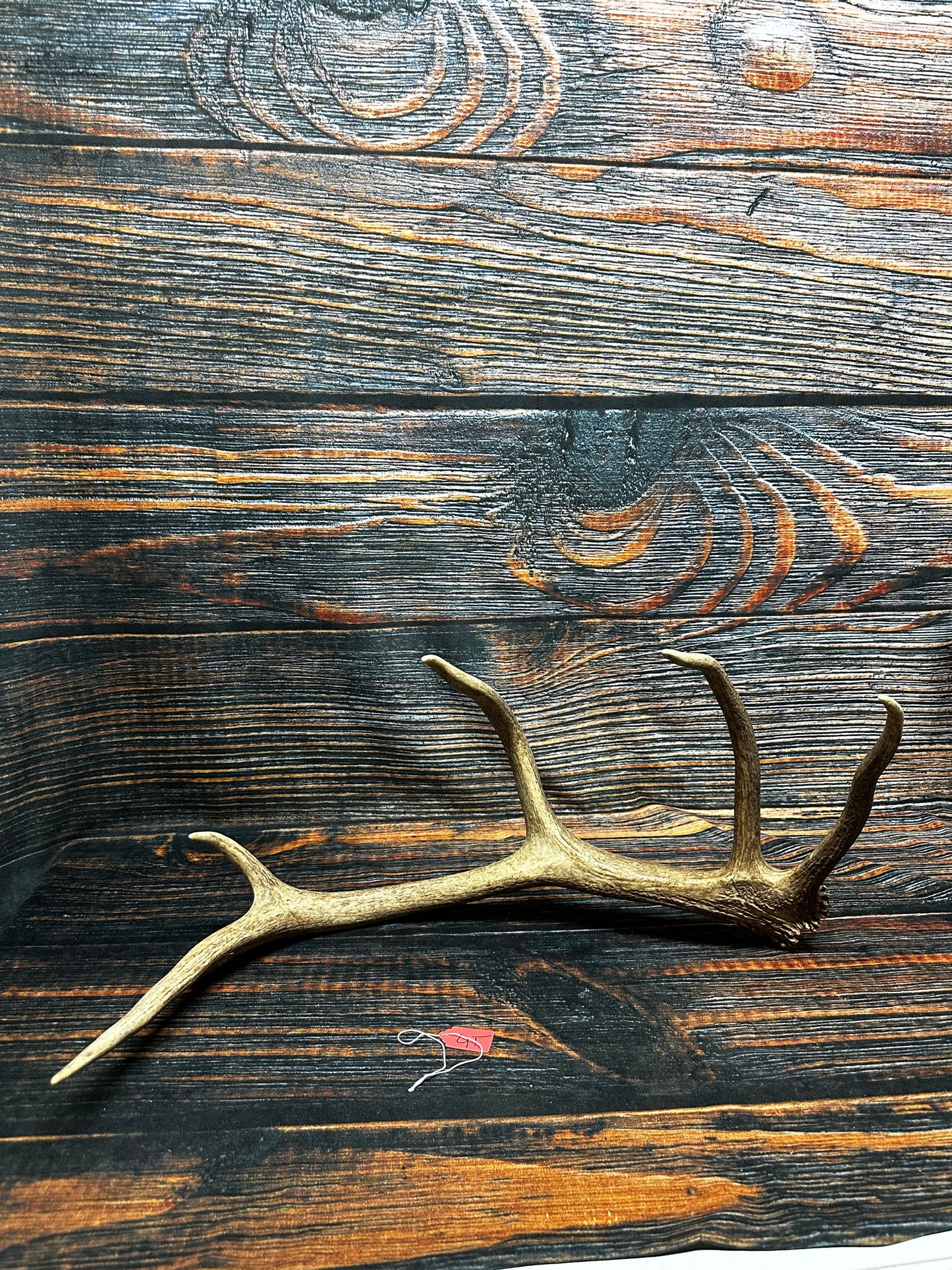 Wild Elk Shed Antler Horn Unique Christmas Gift art craft yard wedding decoration Halloween she shed man cave western animal self standing