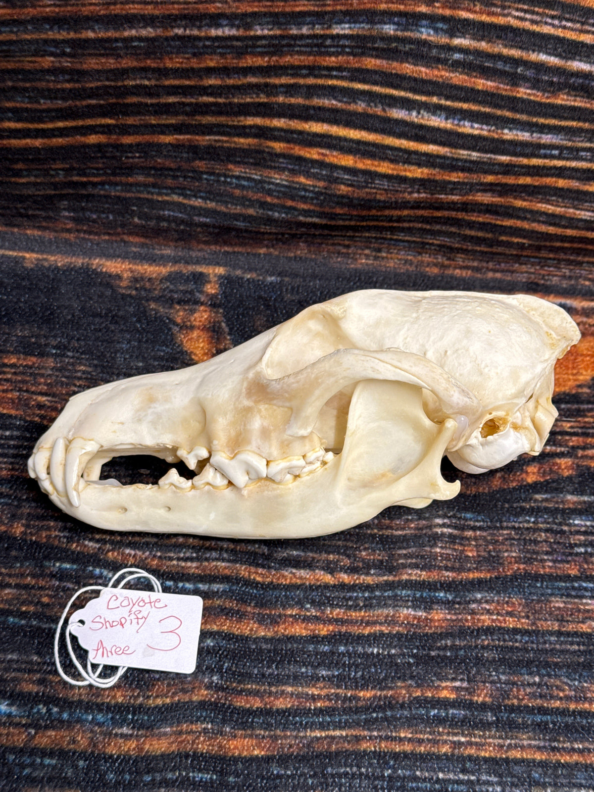 XL COYOTE SKULL