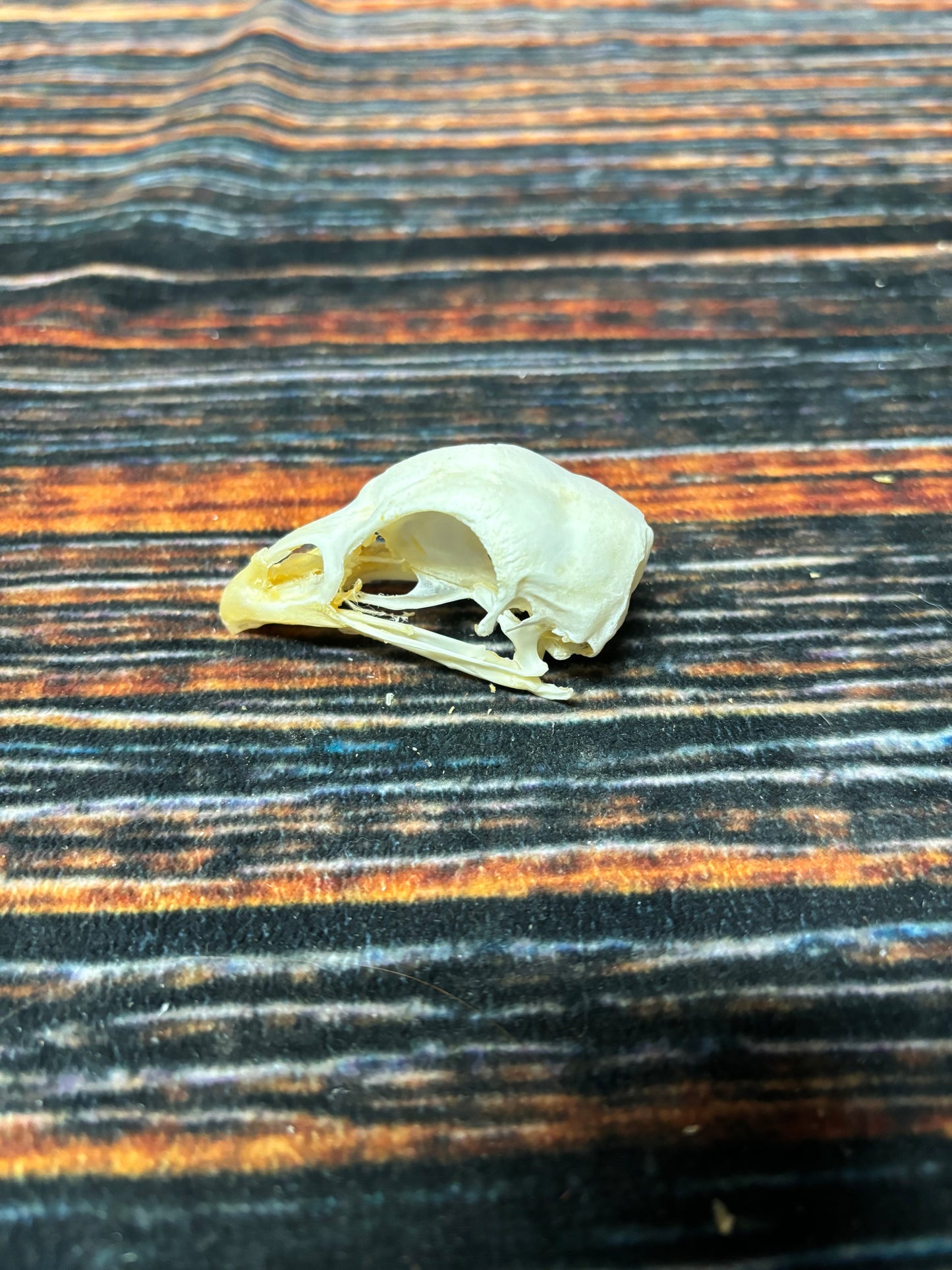 CHICKEN SKULL