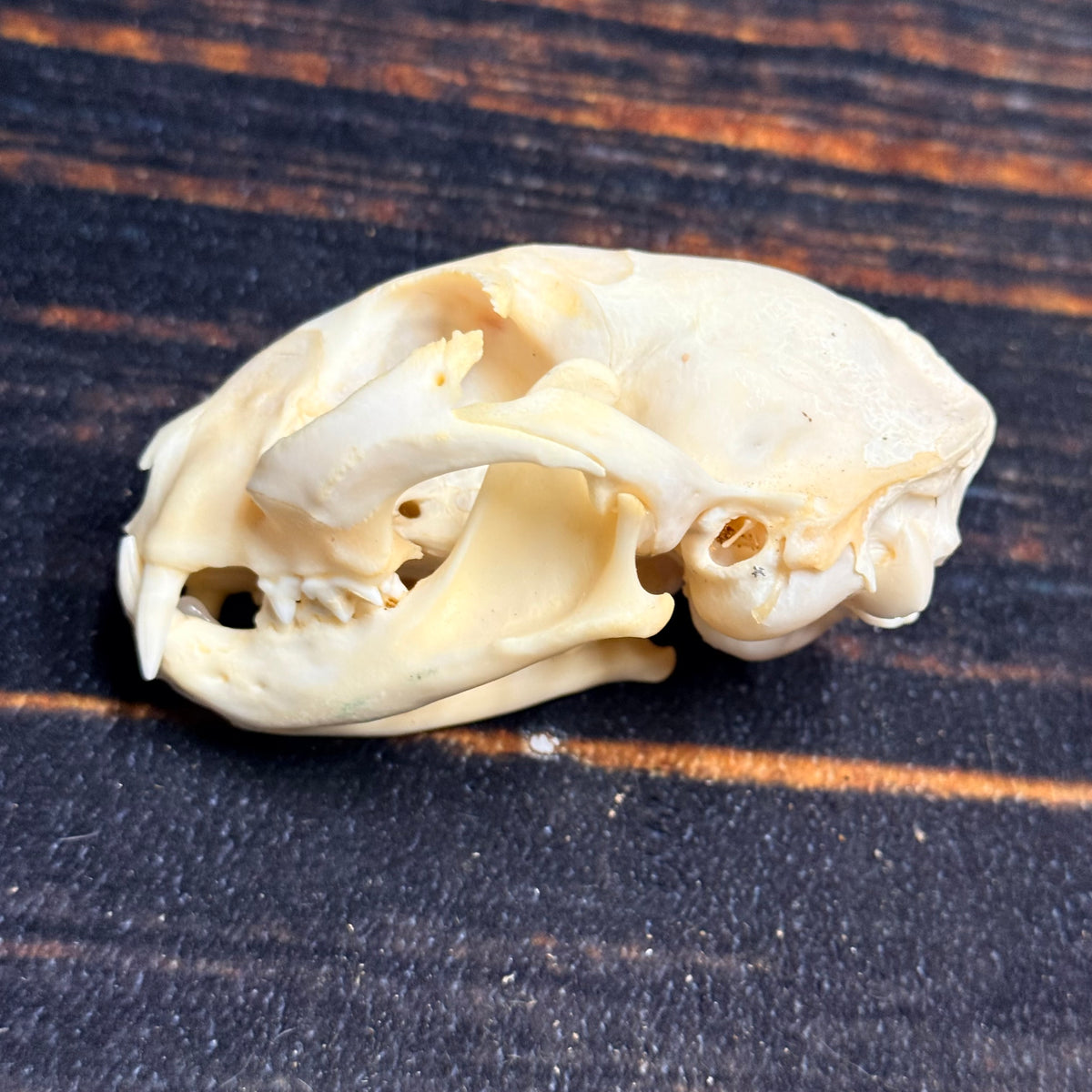 Real Feral Cat Skull, 4-Inch Specimen