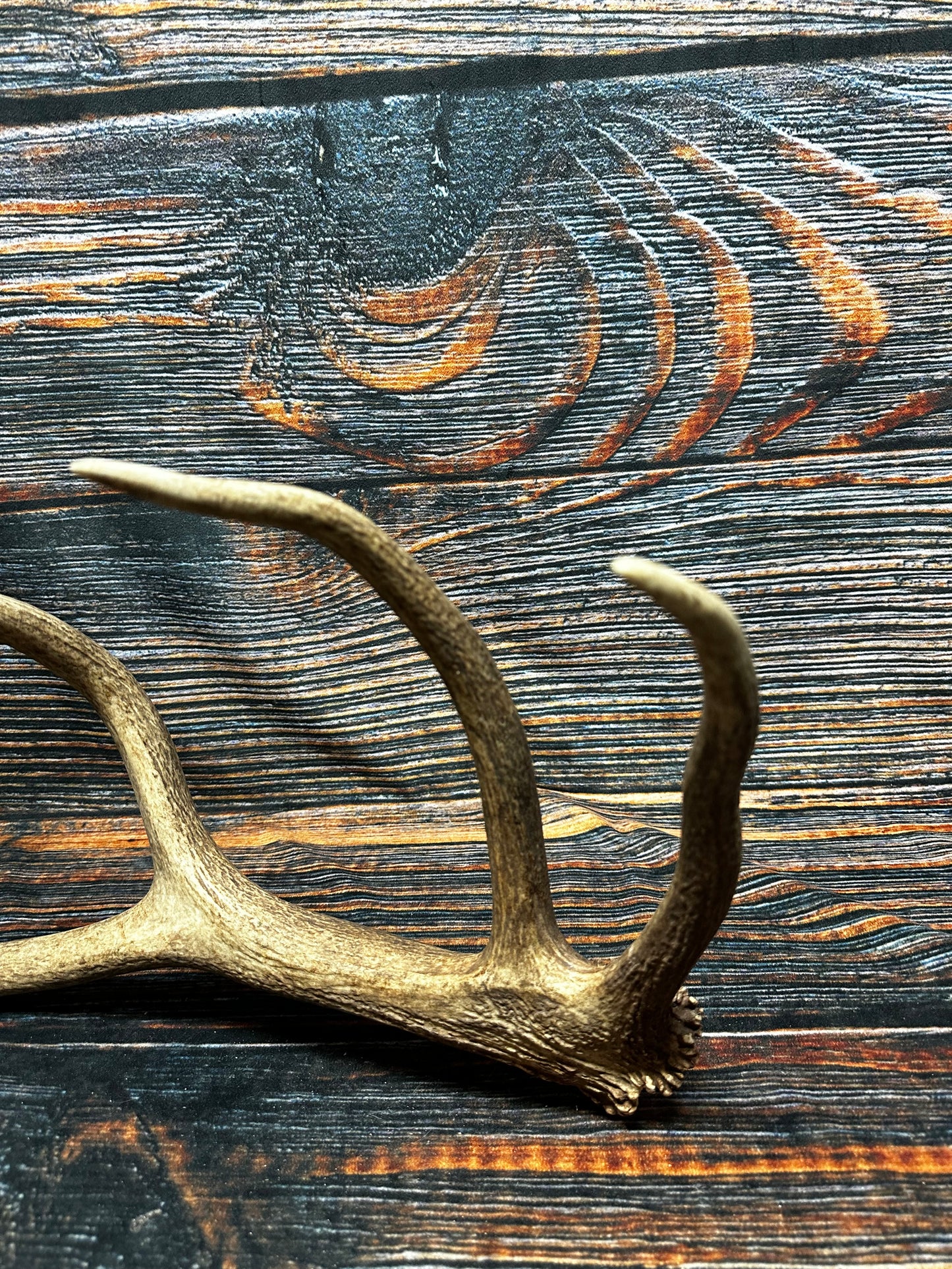 Wild Elk Shed Antler Horn Unique Christmas Gift art craft yard wedding decoration Halloween she shed man cave western animal self standing