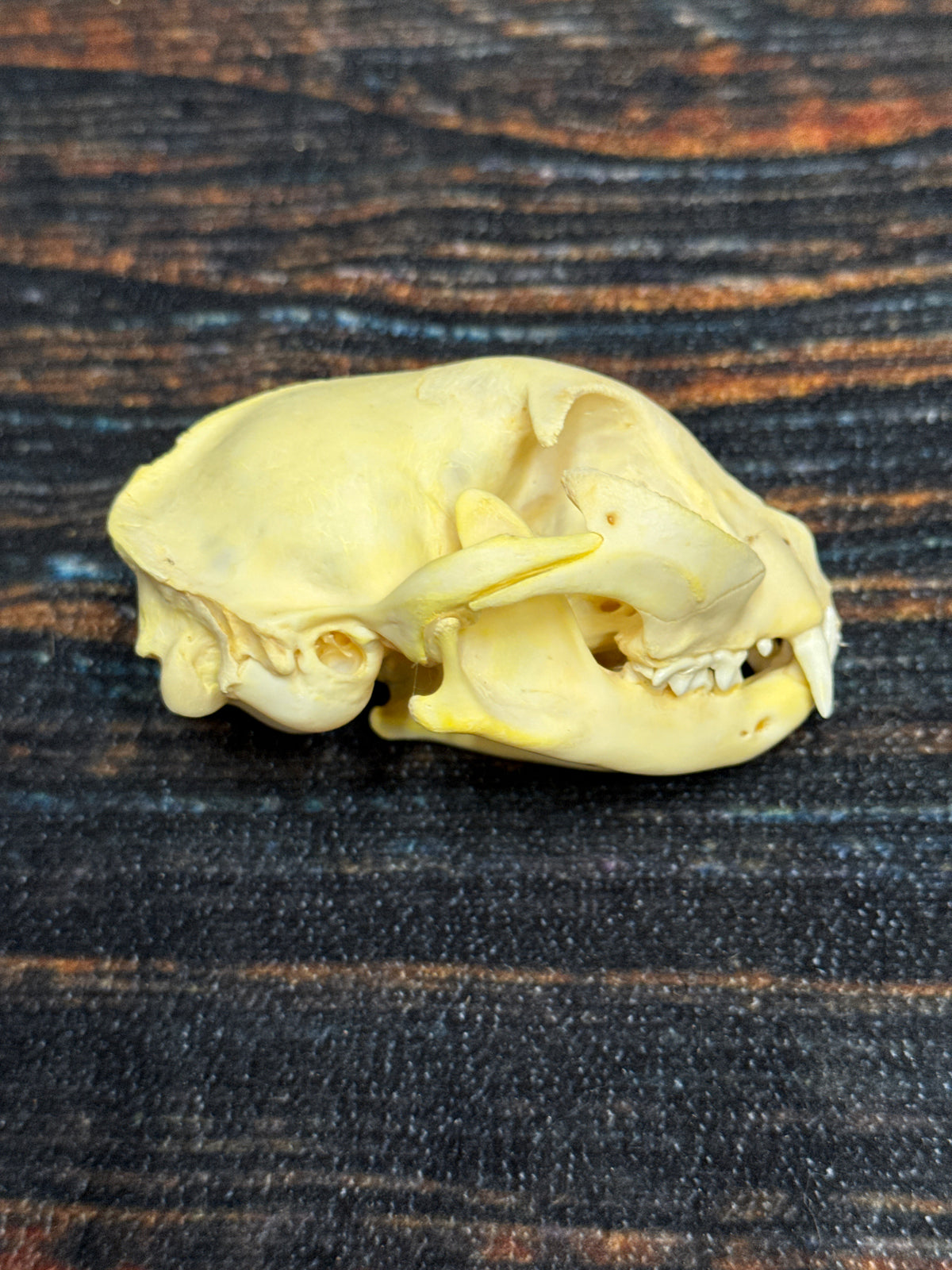 Real Feral Cat Skull, 4-Inch Specimen