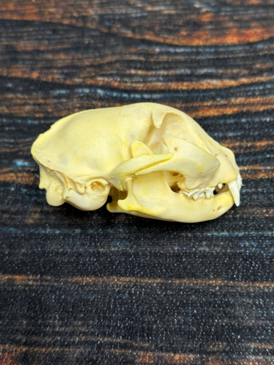 Real Feral Cat Skull, 4-Inch Specimen