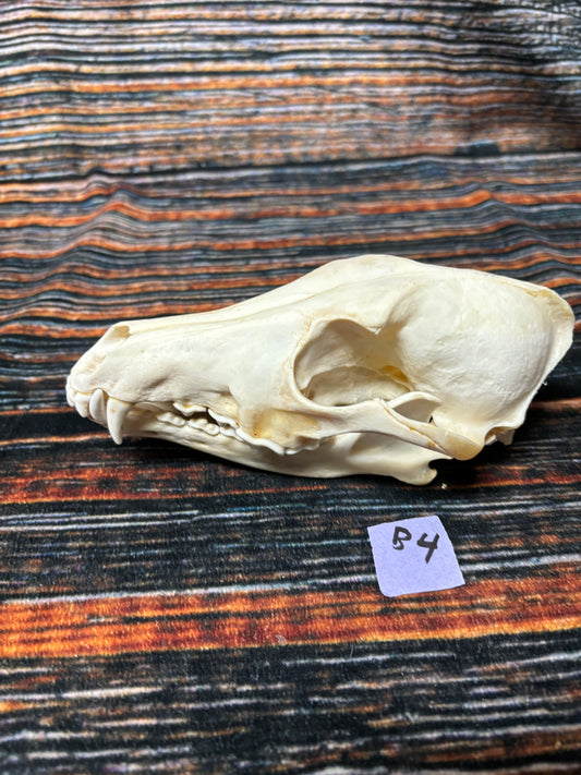 XL COYOTE SKULL