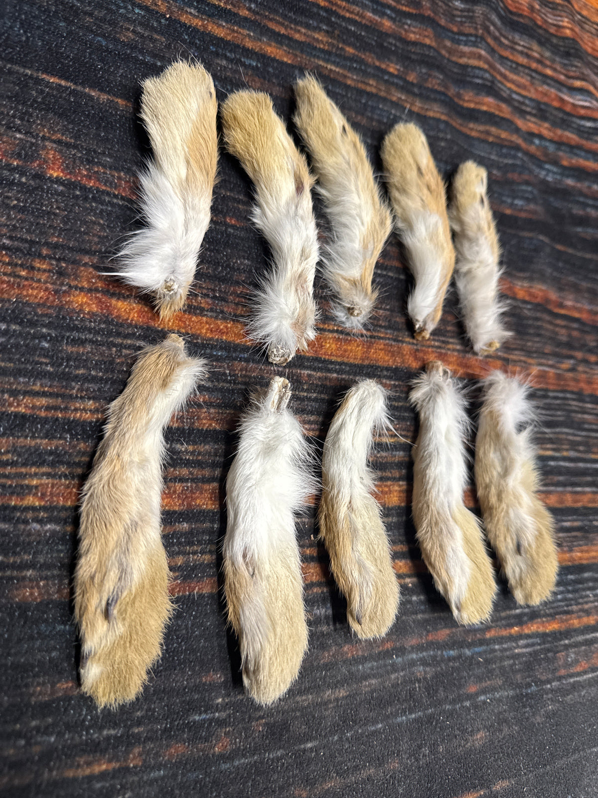 10 Rabbit front feet art animal mount repair Witchcraft voodoo art supply unique craft decor cured jackalope foot fishing lure fly tying
