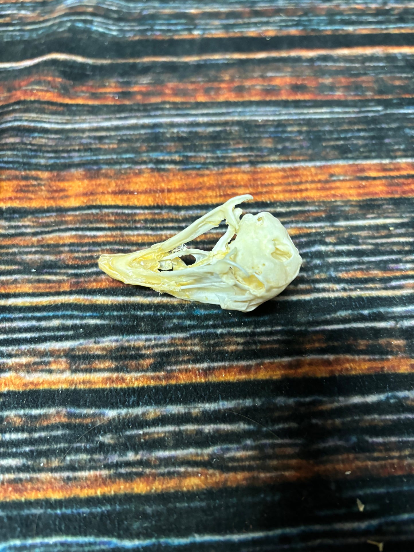 CHICKEN SKULL