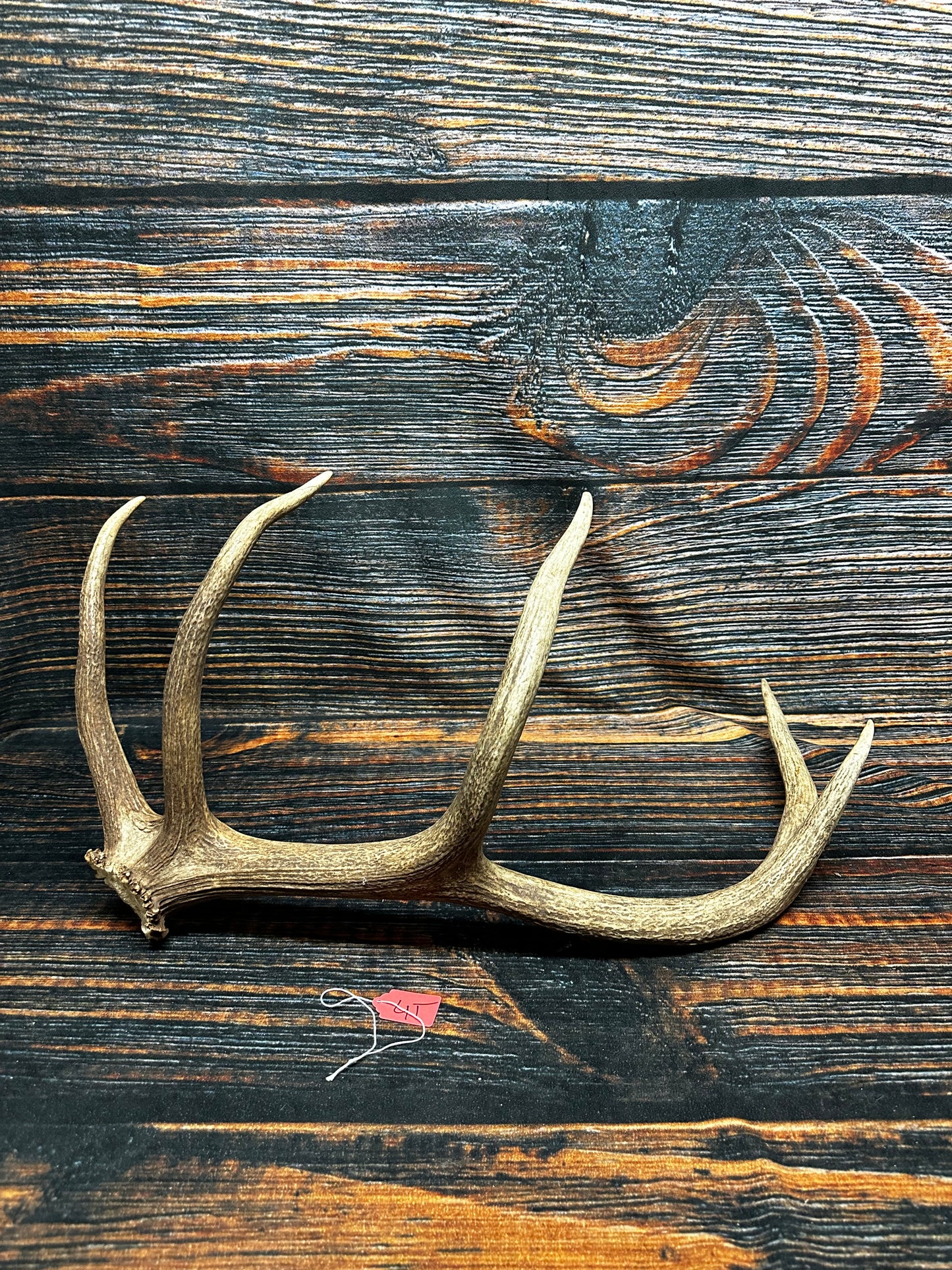 Wild Elk Shed Antler Horn Unique Christmas Gift art craft yard wedding decoration Halloween she shed man cave western animal self standing