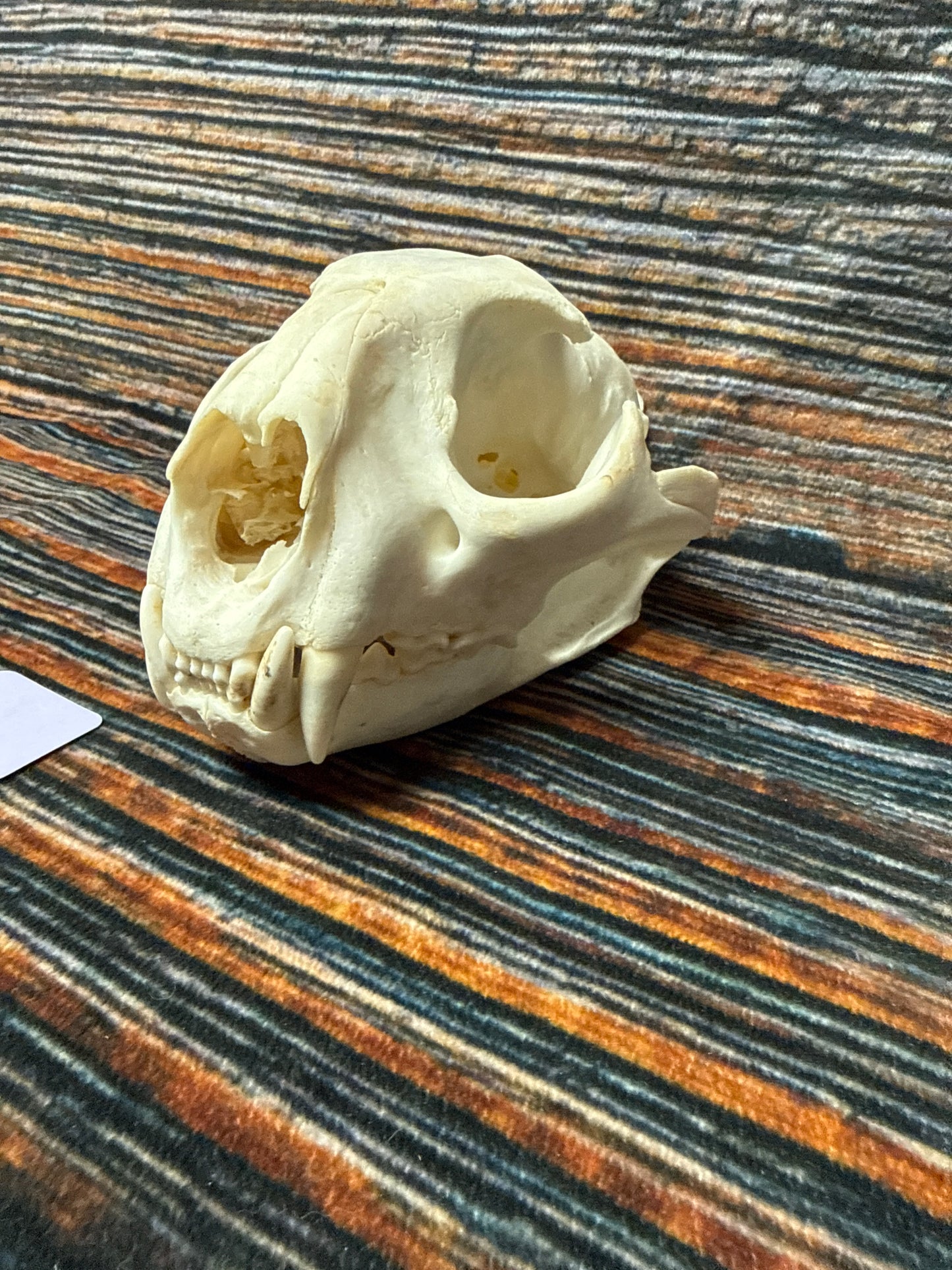Real Mountain Lion Skull