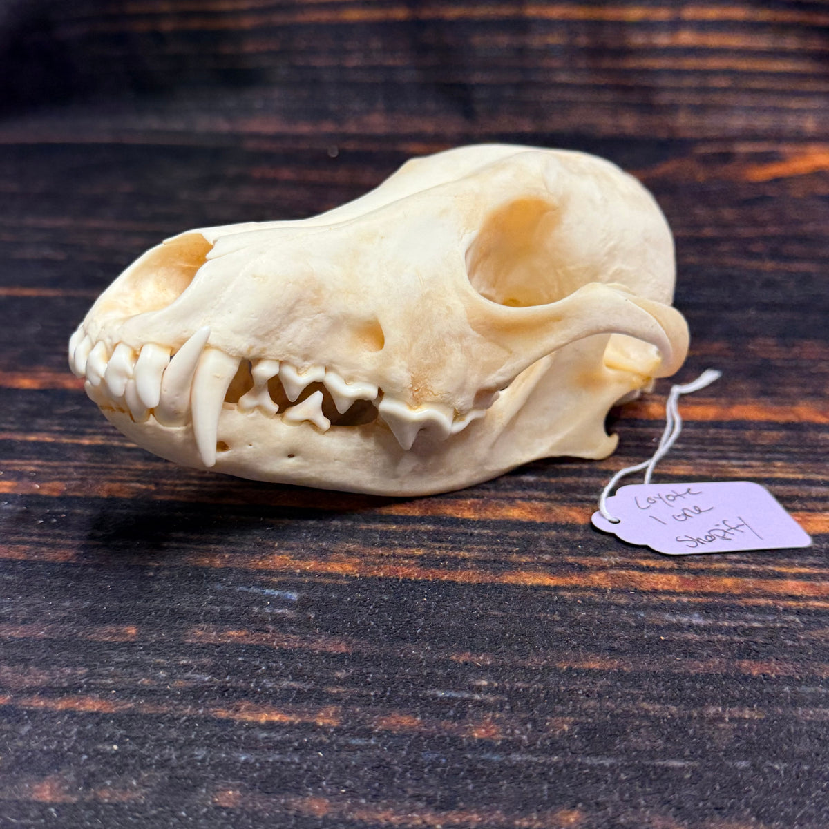 XL COYOTE SKULL