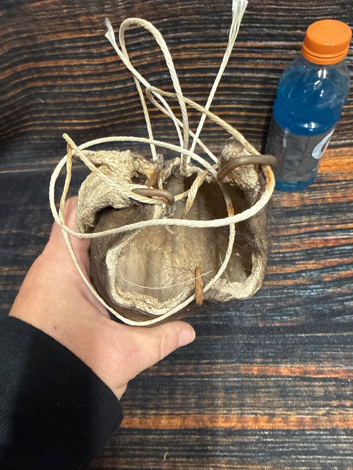 Buffalo scrotum real Bison Ball bag oddity nutsack gag gift winter bag art Odd man cave cabin decor conversation piece hide nut sack rare (Copy)