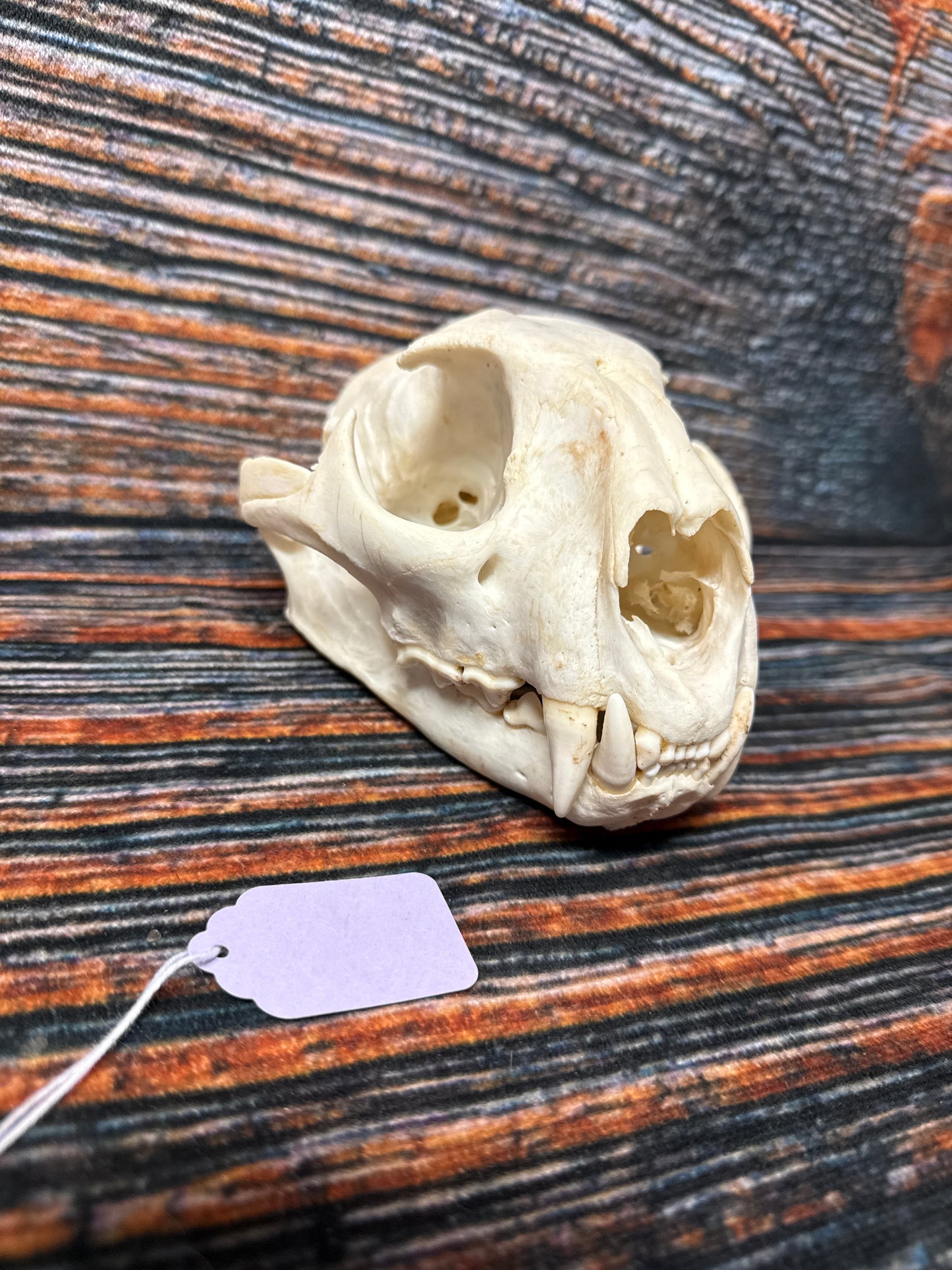 Real Mountain Lion Skull