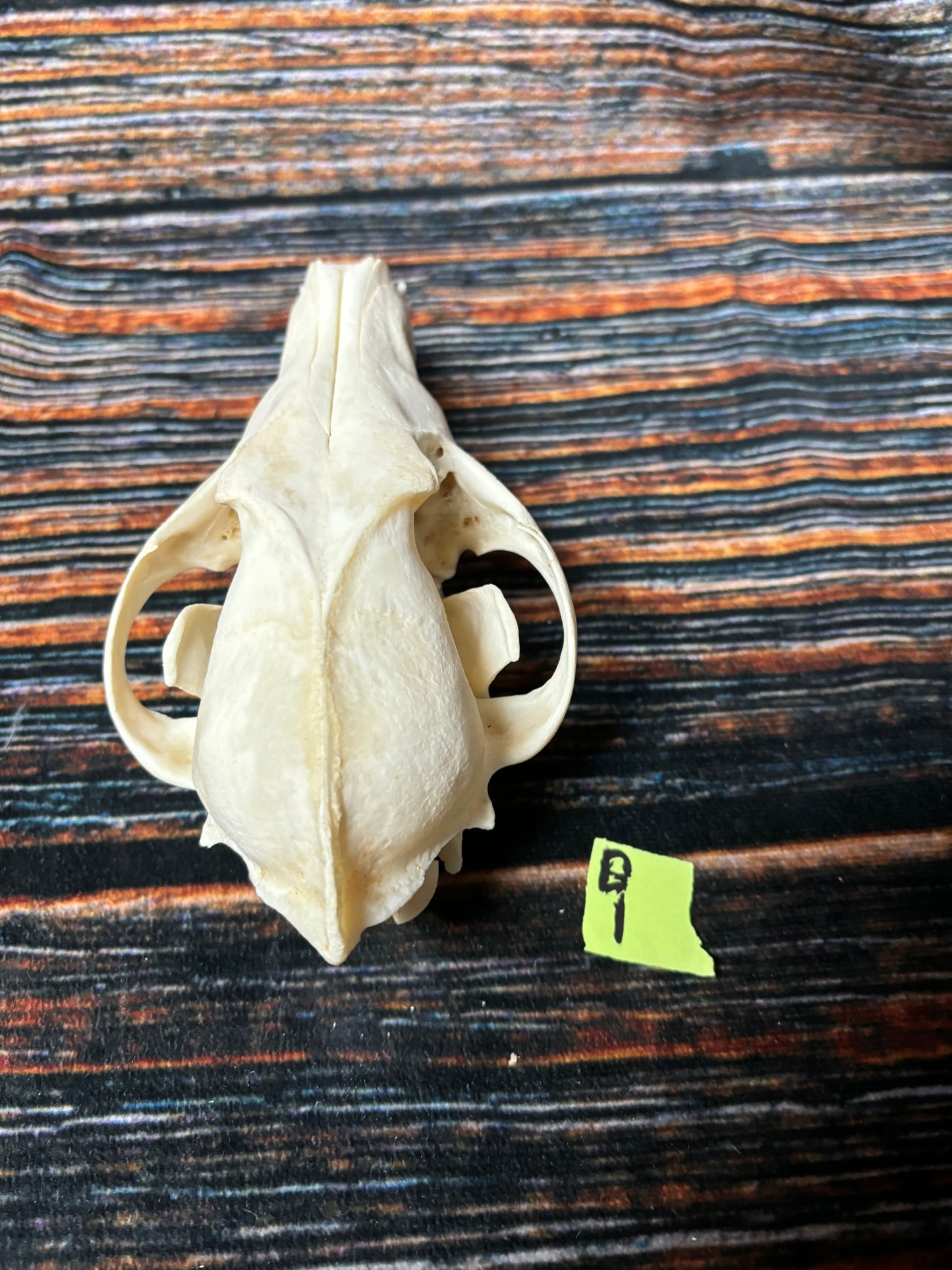 XL COYOTE SKULL