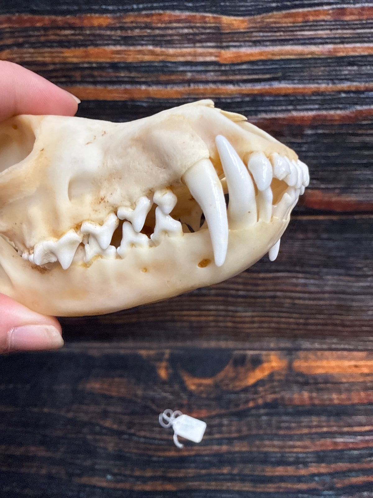 Real Red Fox Skull