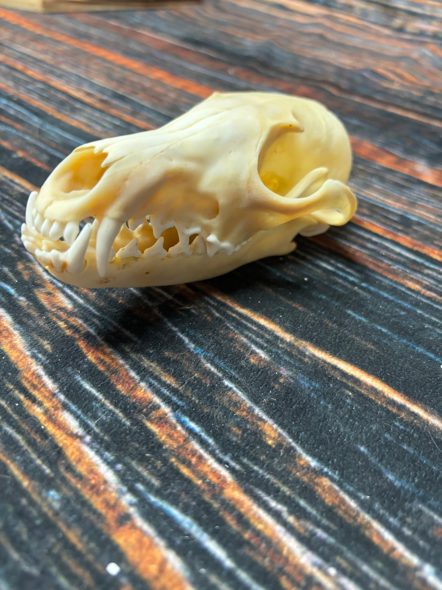 Real Red Fox Skull