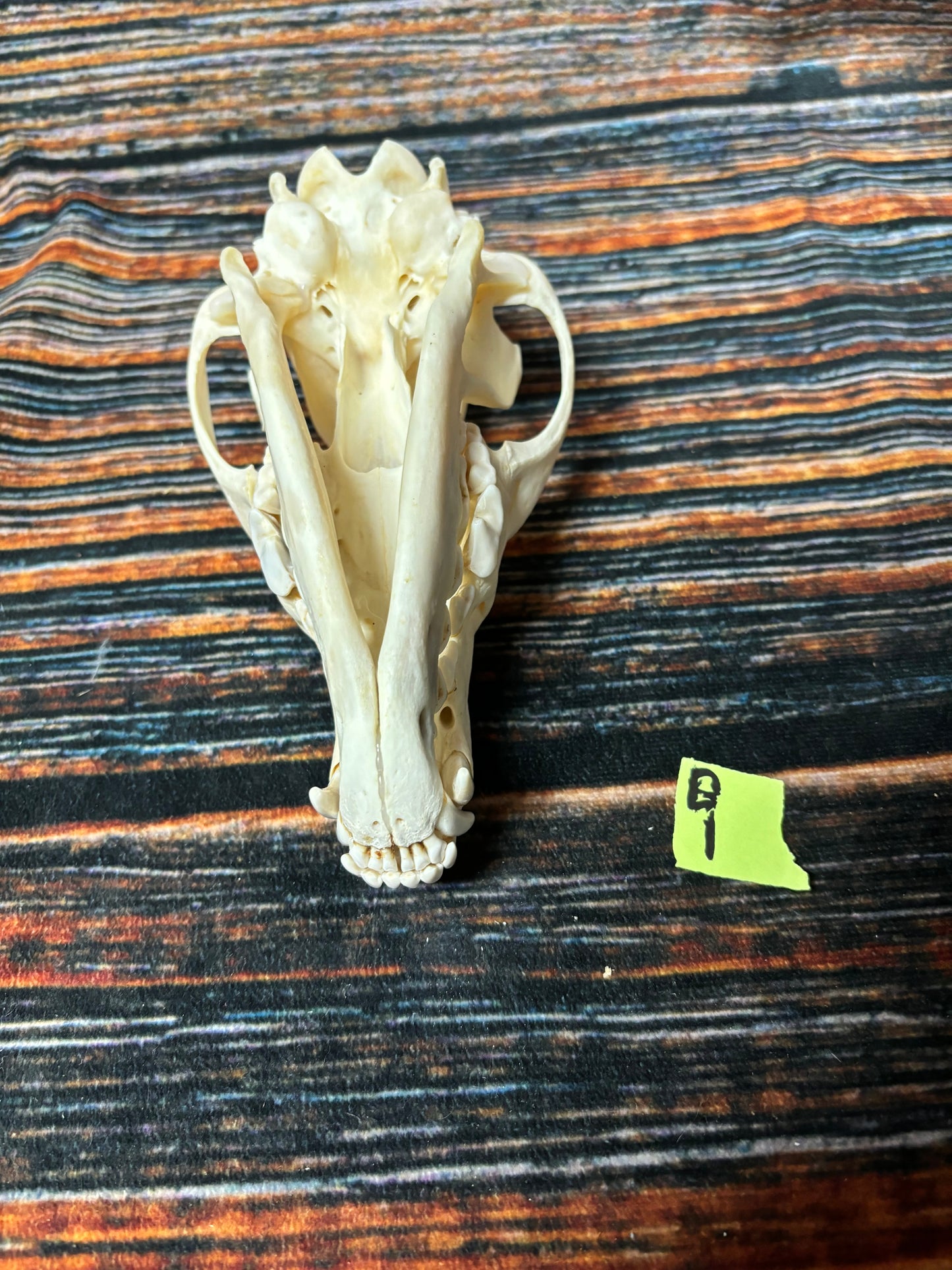 XL COYOTE SKULL