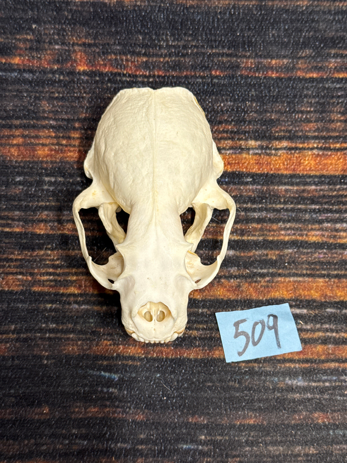 AMERICAN XL RIVER OTTER (Copy)
