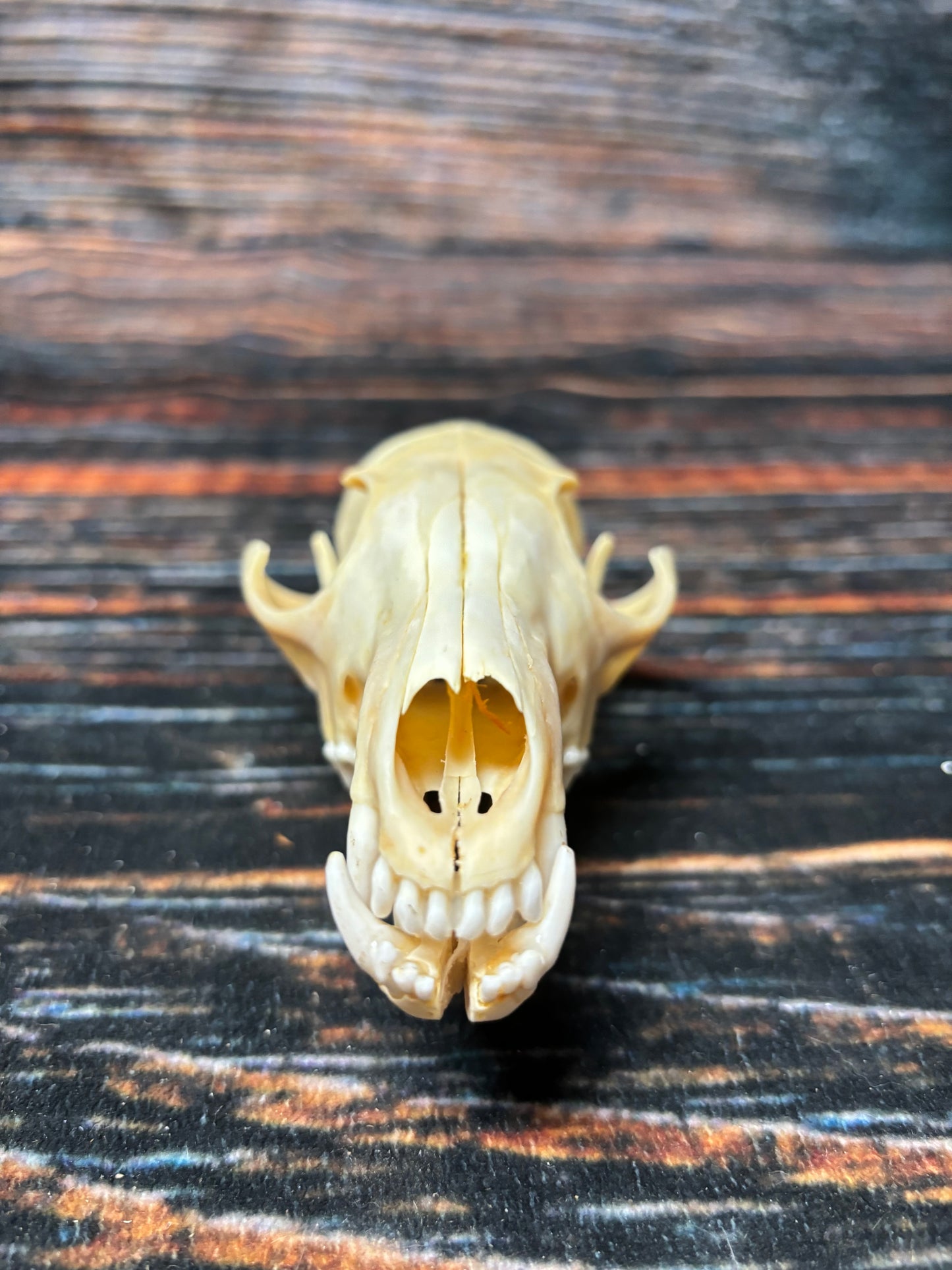 Real Red Fox Skull