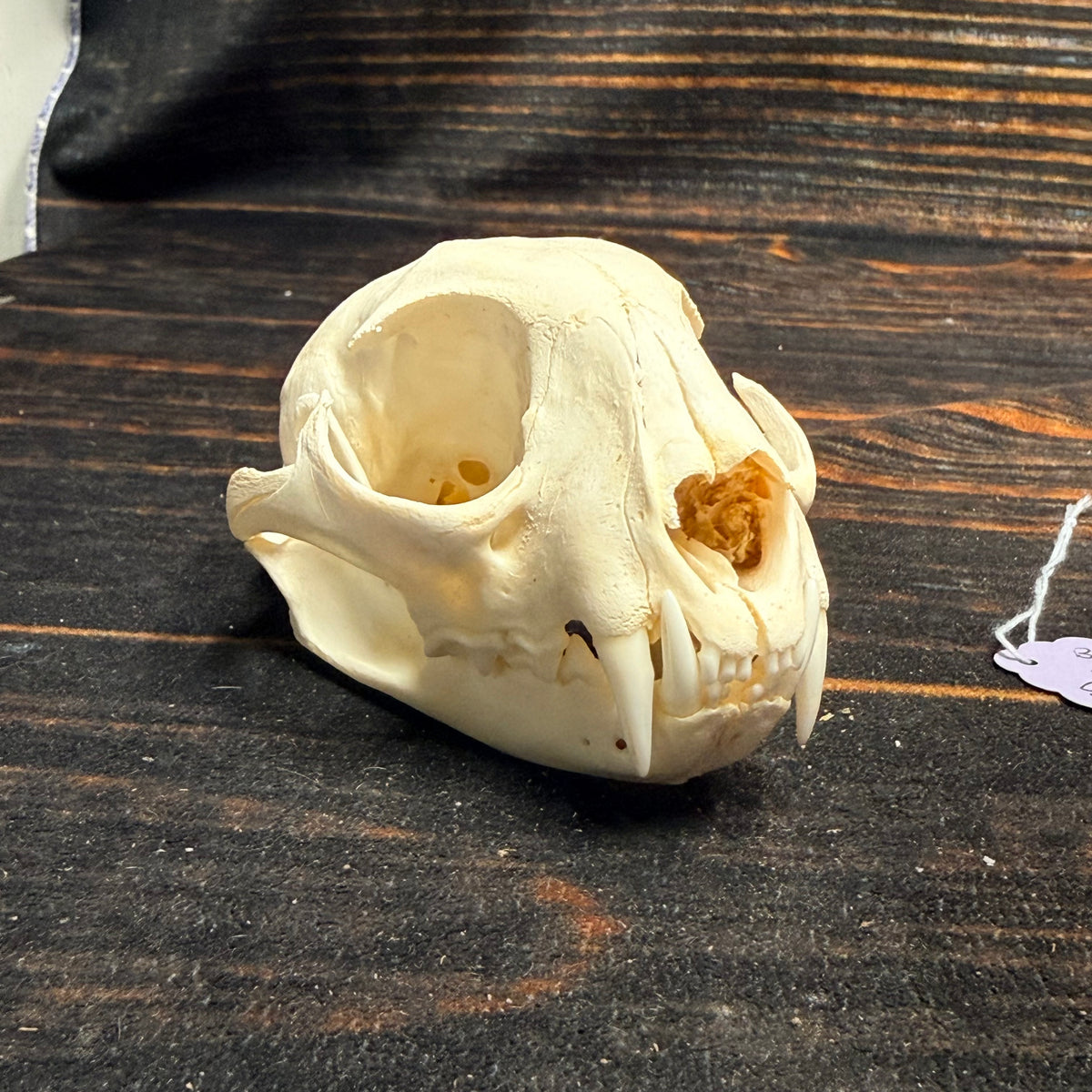 Real XL American Bobcat Skull Animal Mount Christmas Gifts Man cave Cabin Western Decor Craft Taxidermy Art craft head Voodoo hoodoo