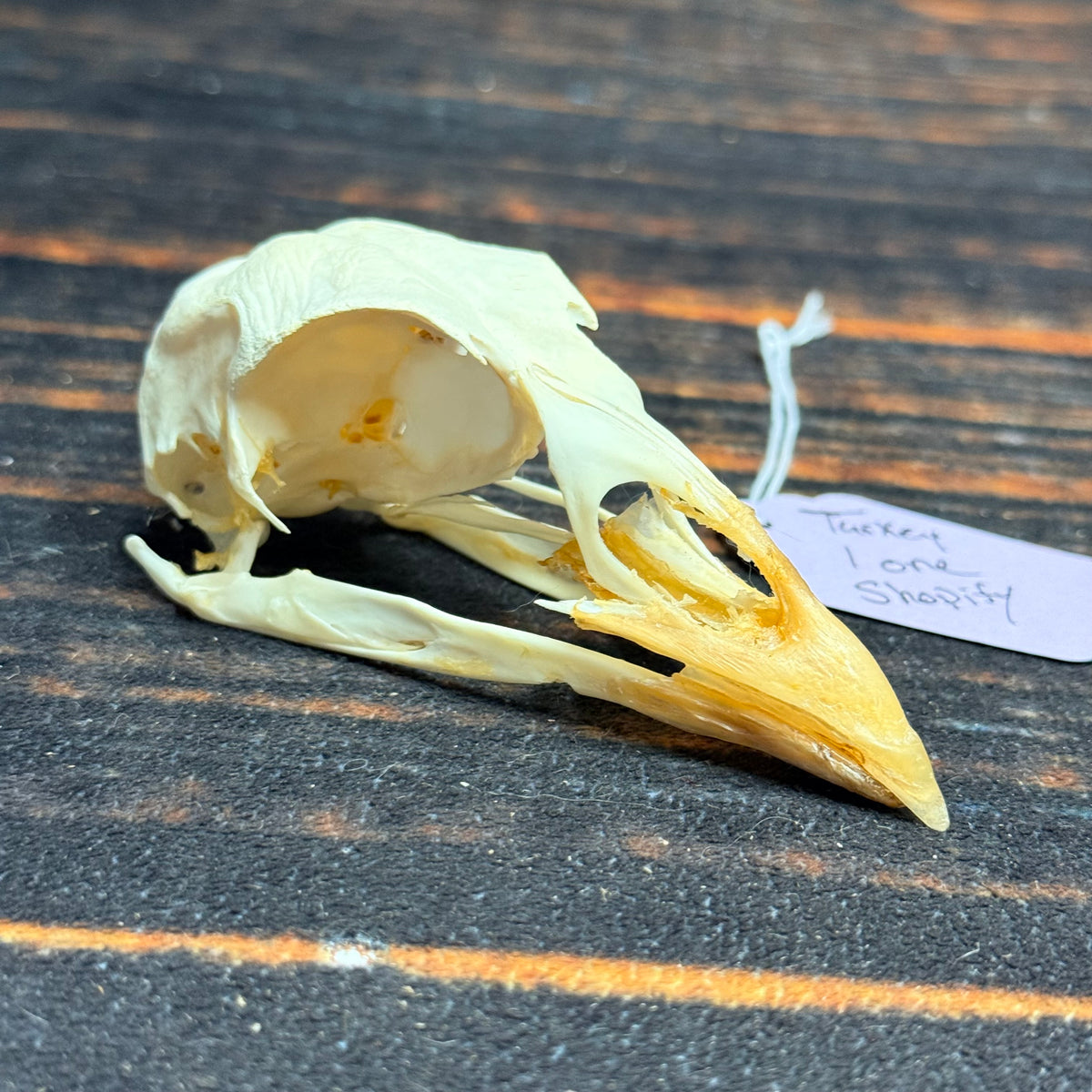 Real XL Turkey Skull