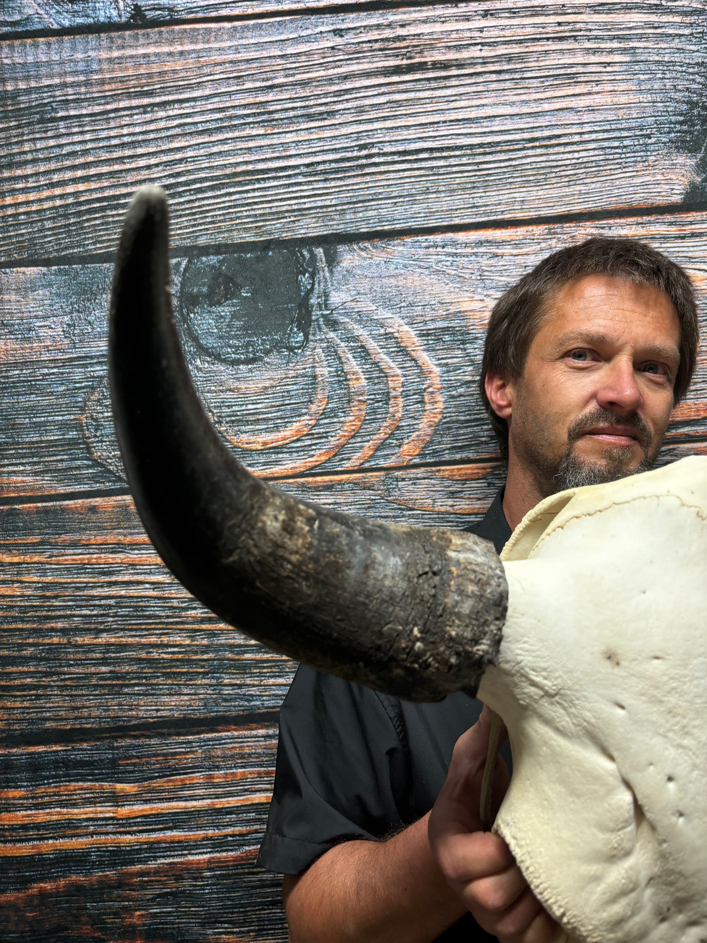 Real American Bison Buffalo Skull