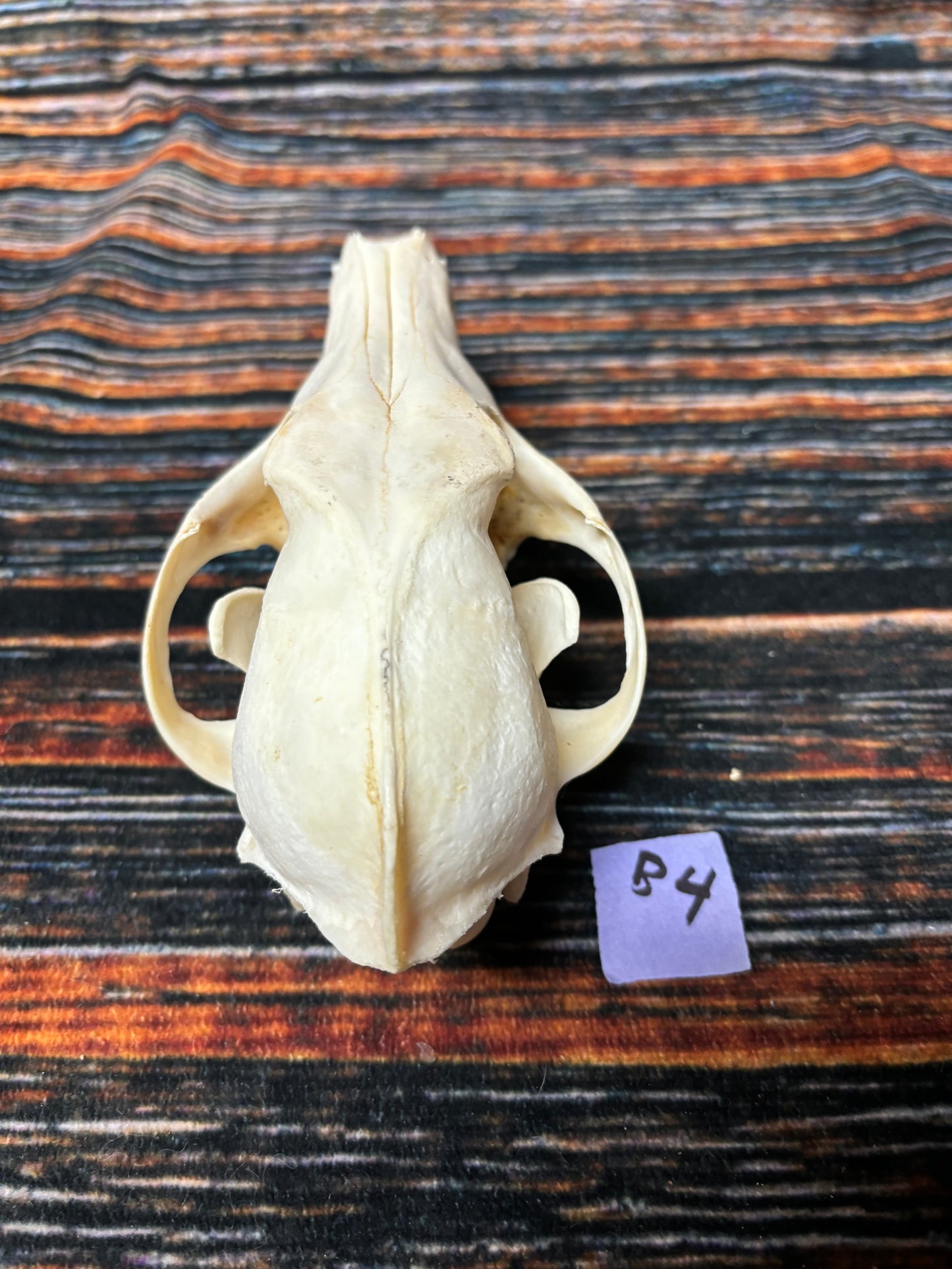 XL COYOTE SKULL