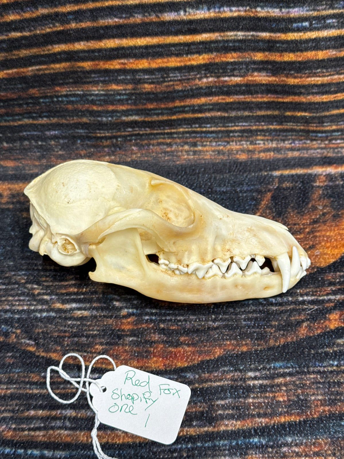 Real Red Fox Skull