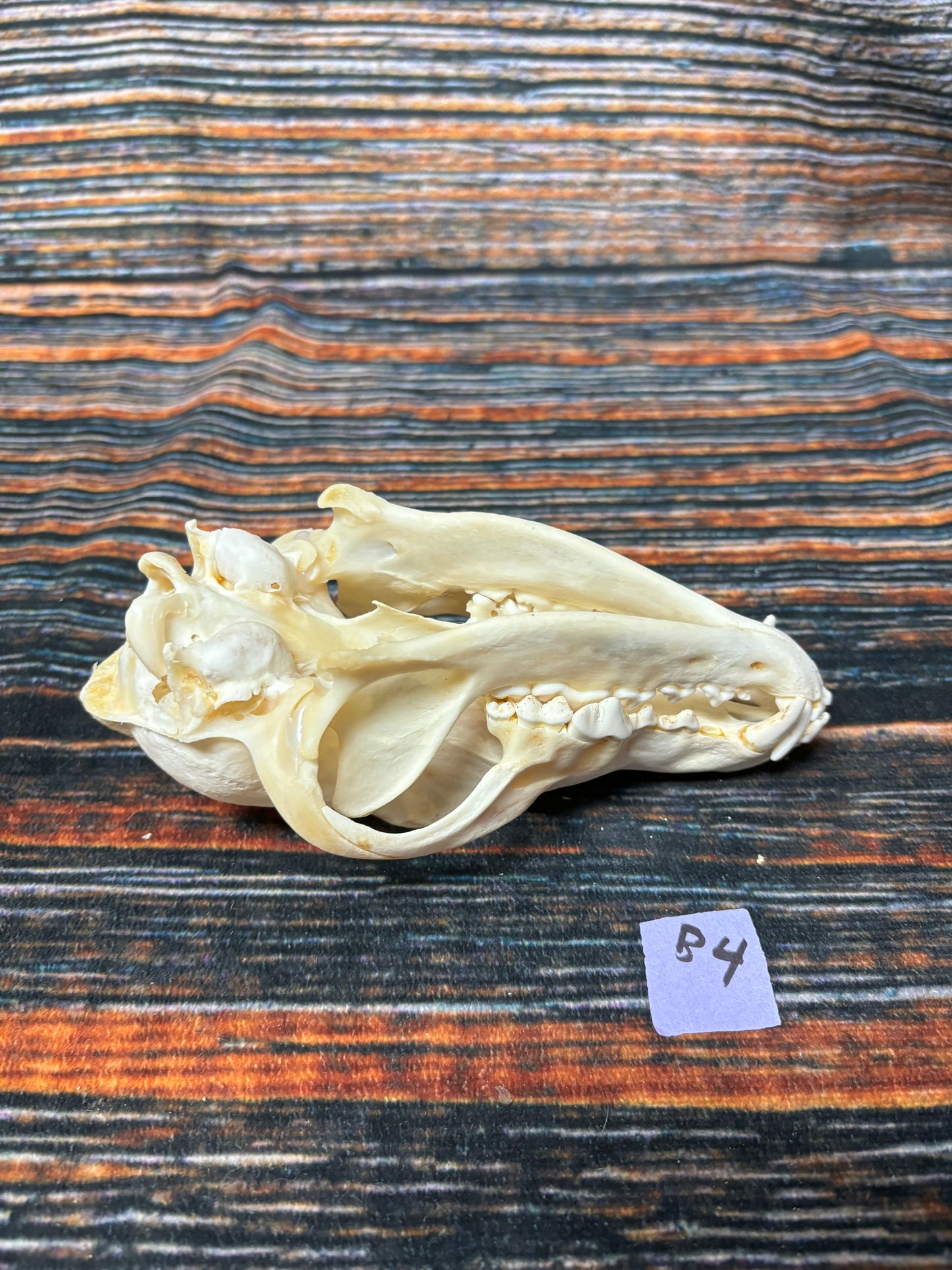 XL COYOTE SKULL