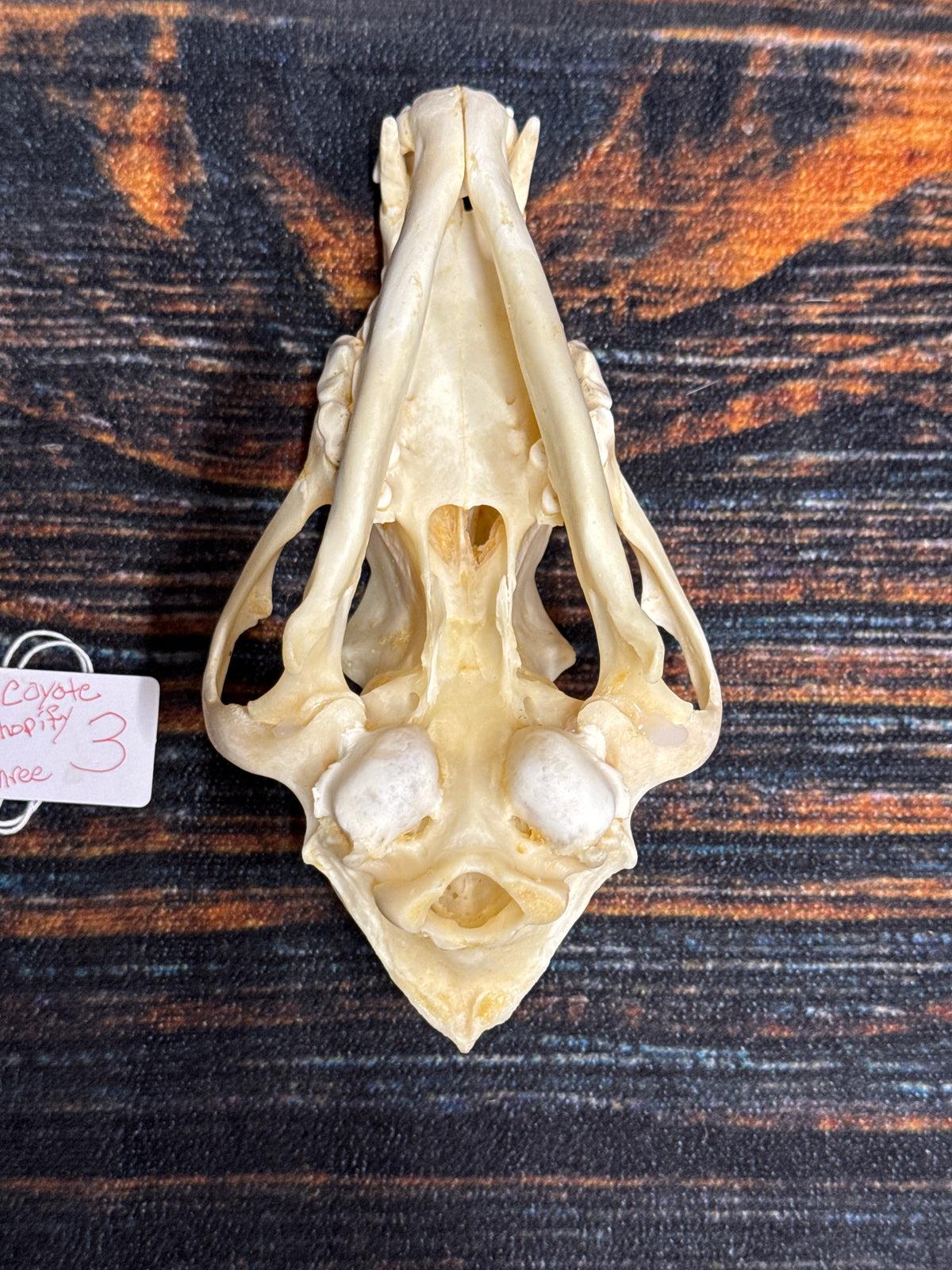 XL COYOTE SKULL