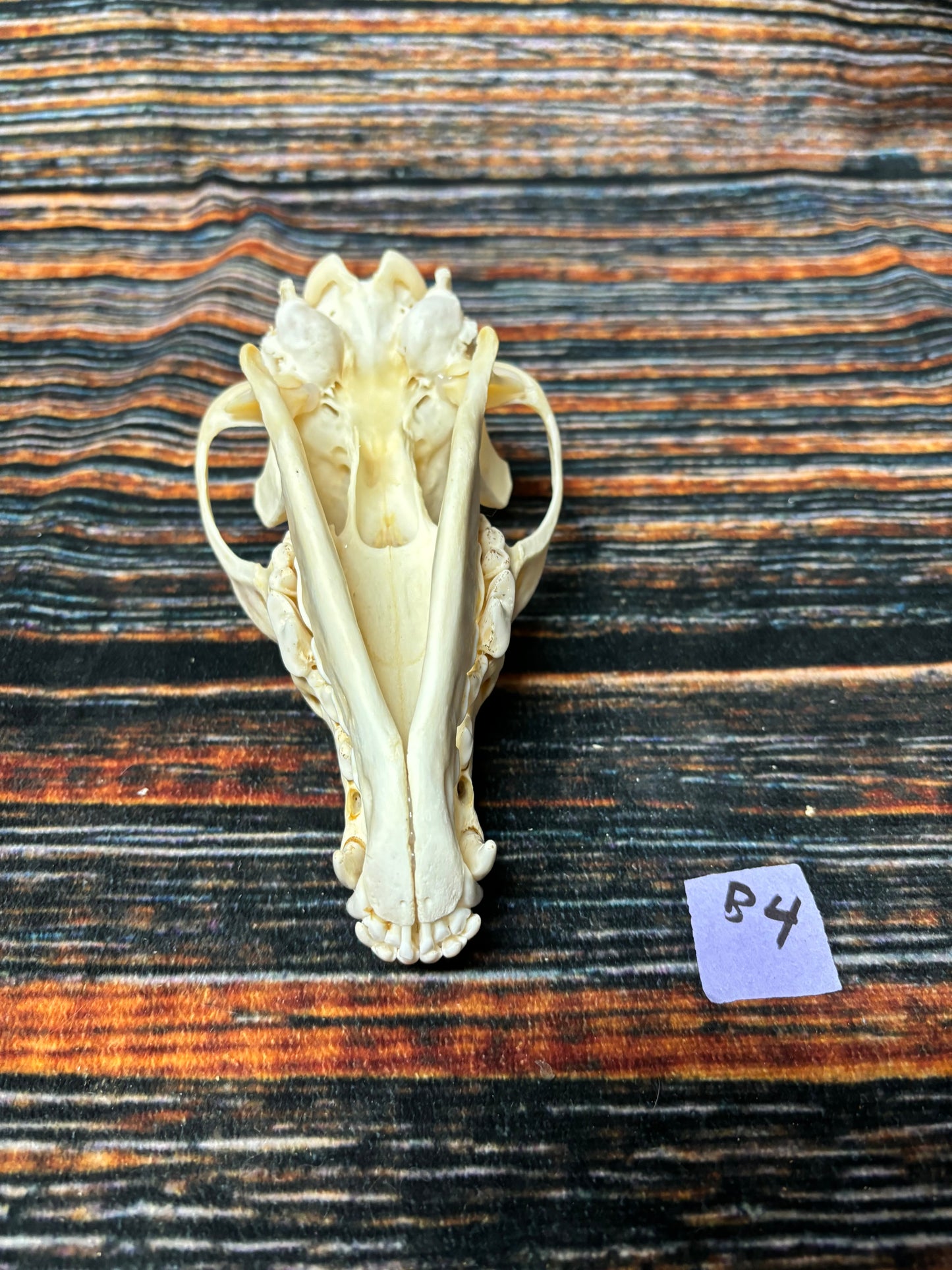 XL COYOTE SKULL