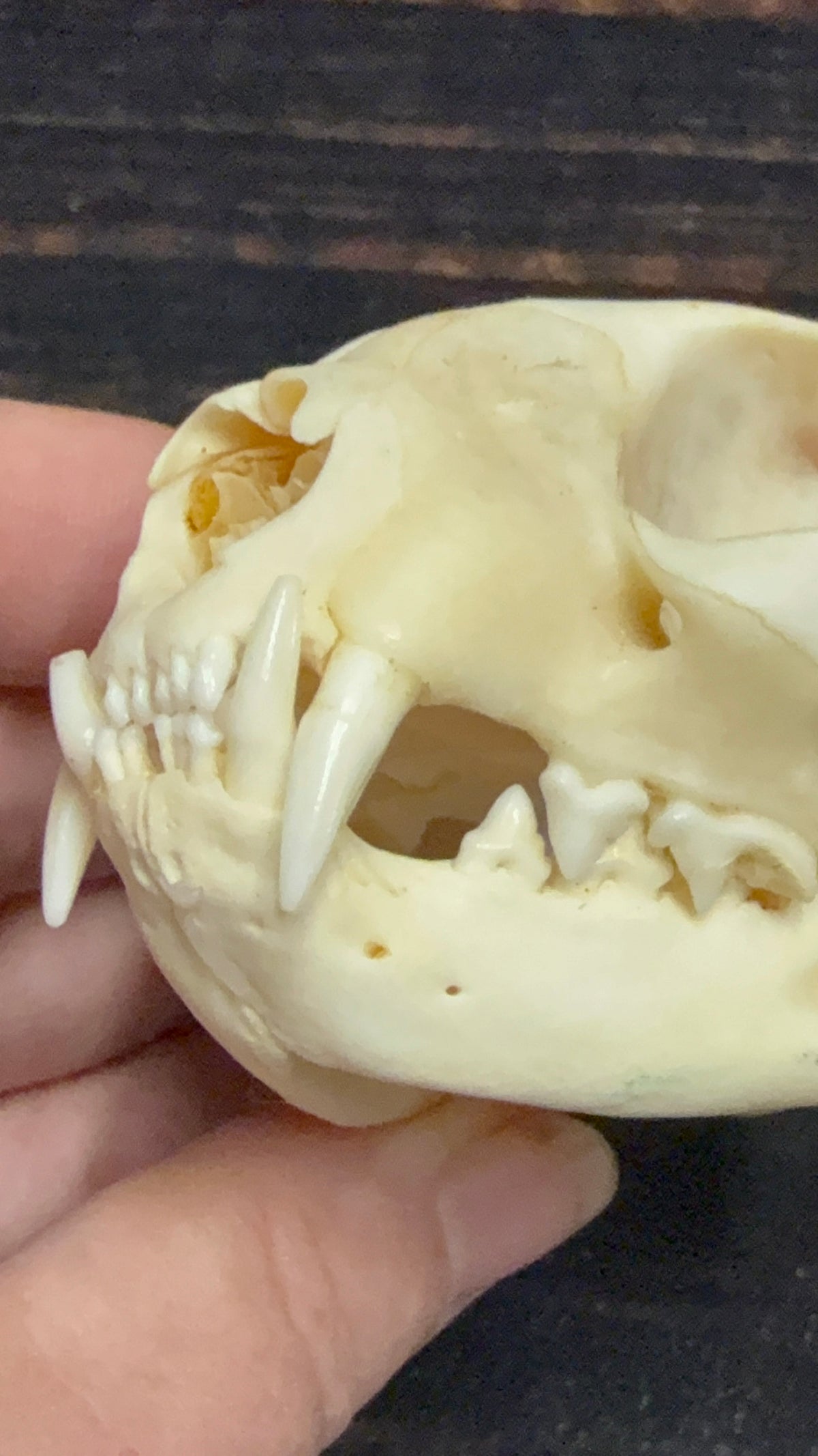 Real Feral Cat Skull, 4-Inch Specimen