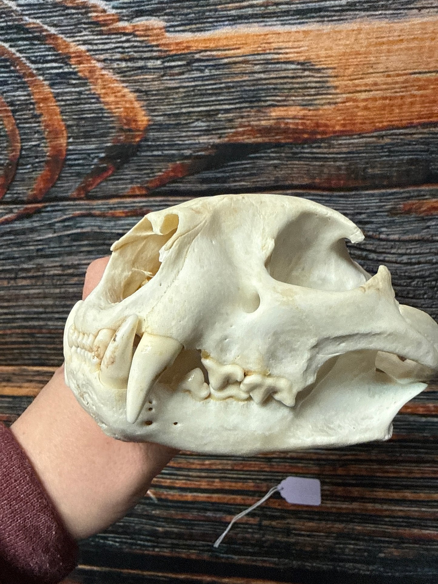 Real Mountain Lion Skull